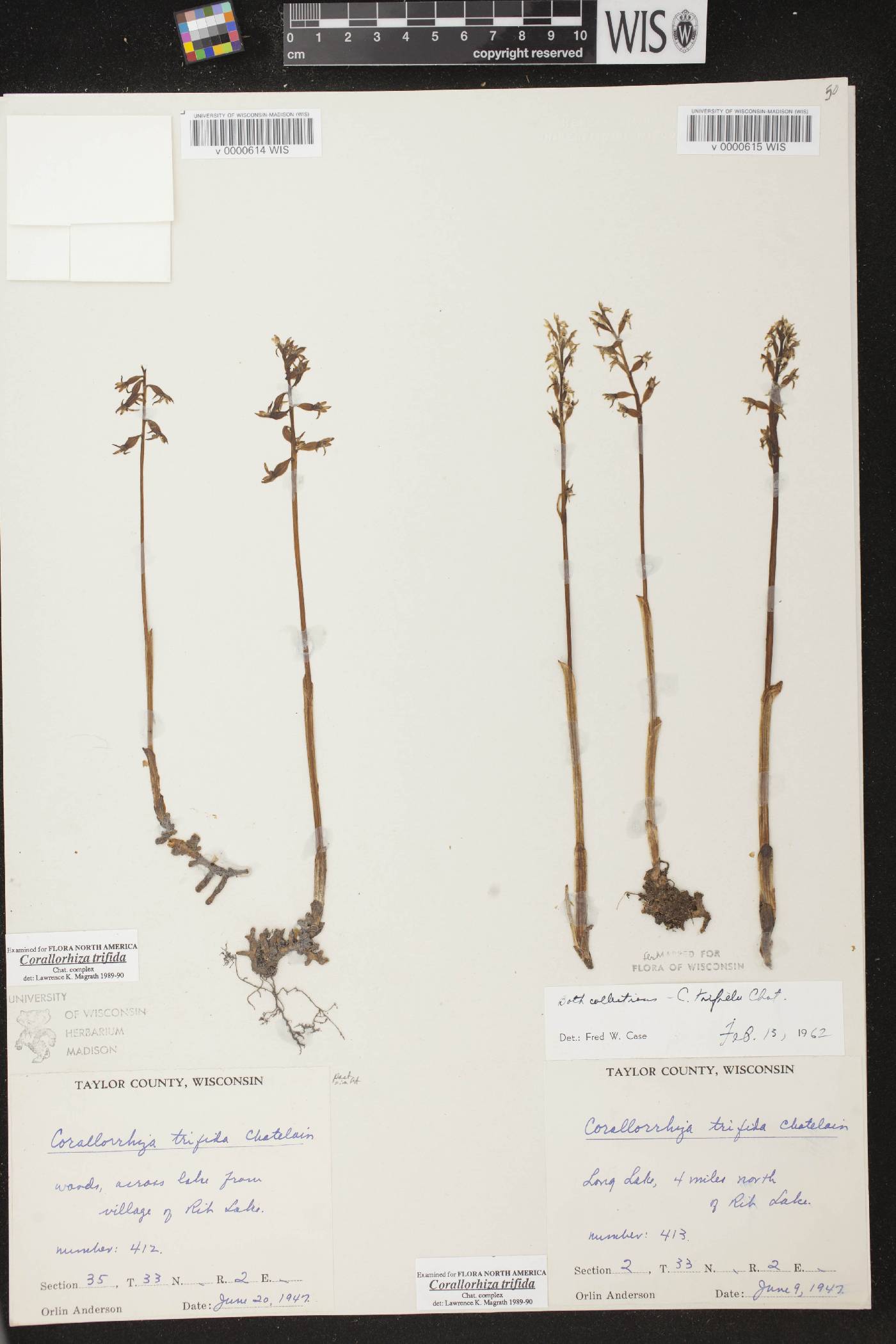 Corallorhiza trifida image