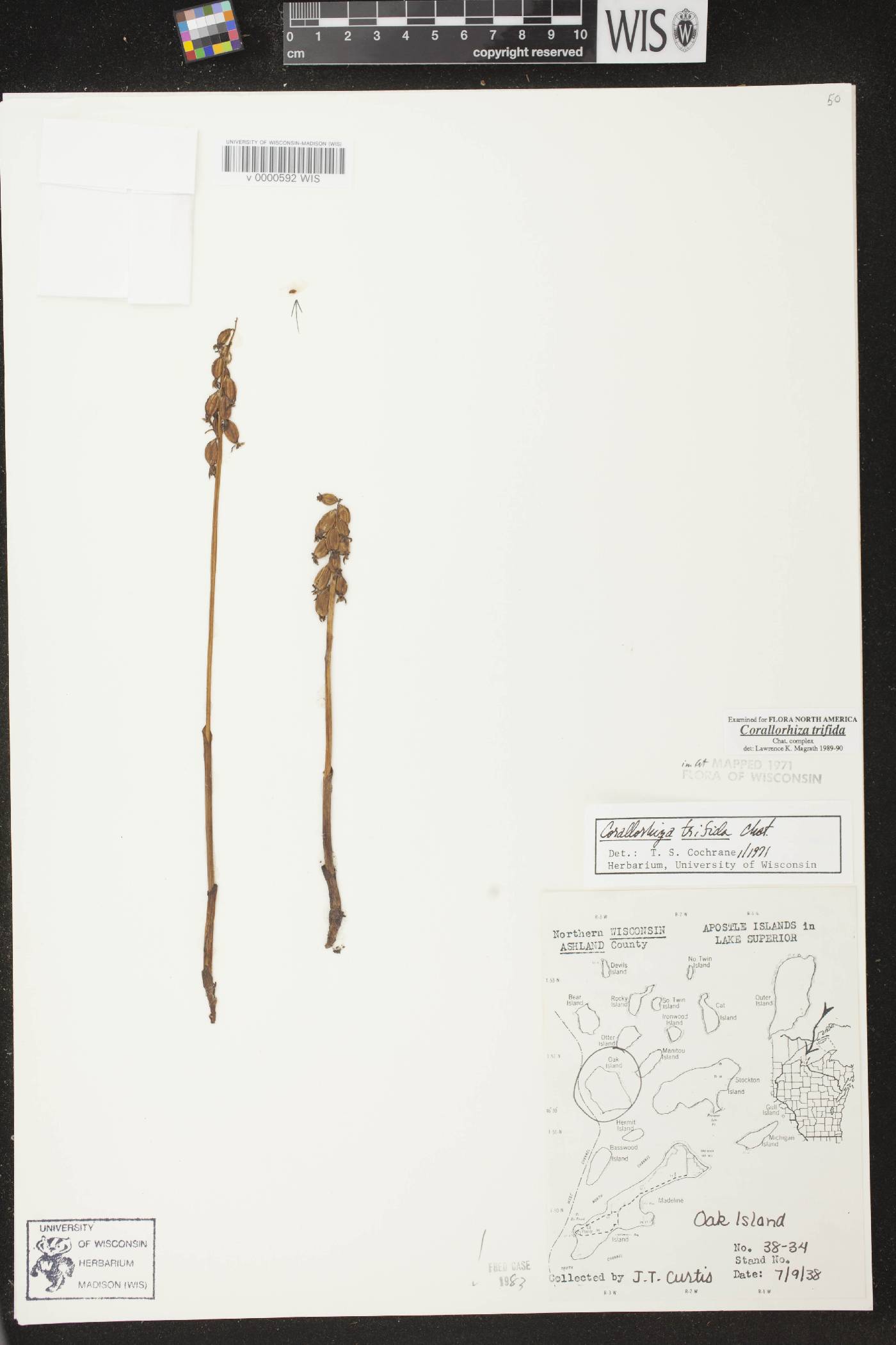 Corallorhiza trifida image
