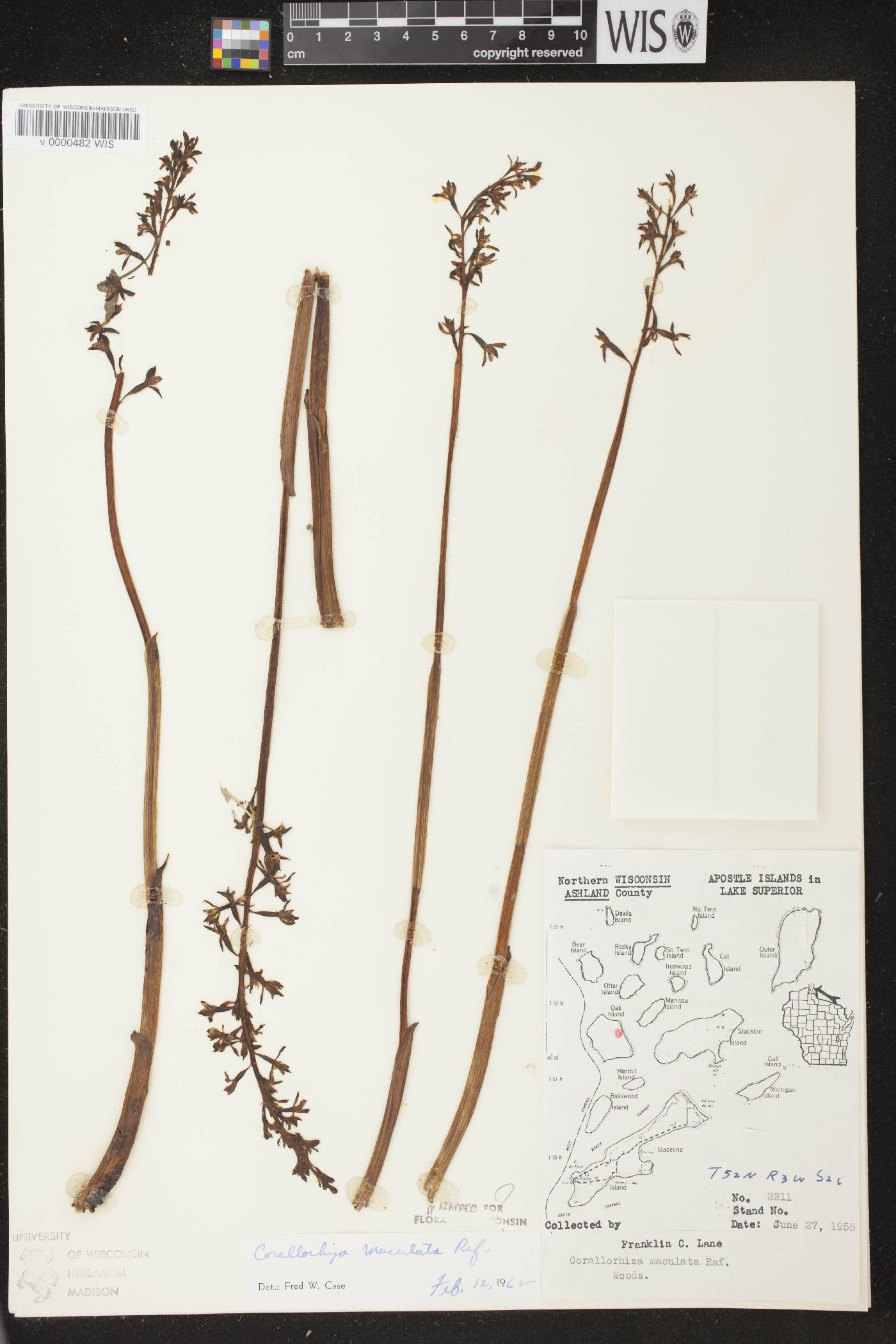 Corallorhiza maculata image
