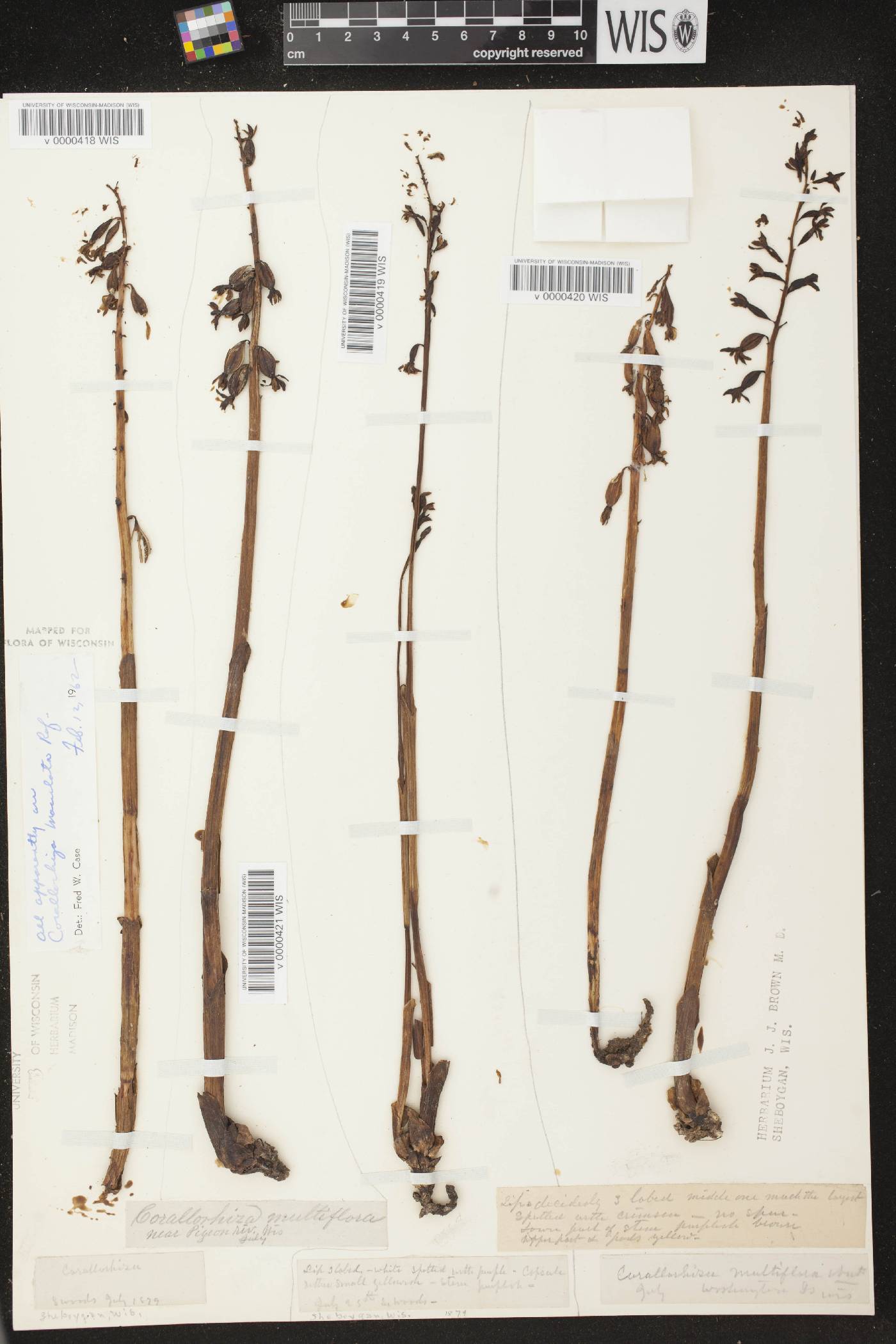 Corallorhiza maculata image