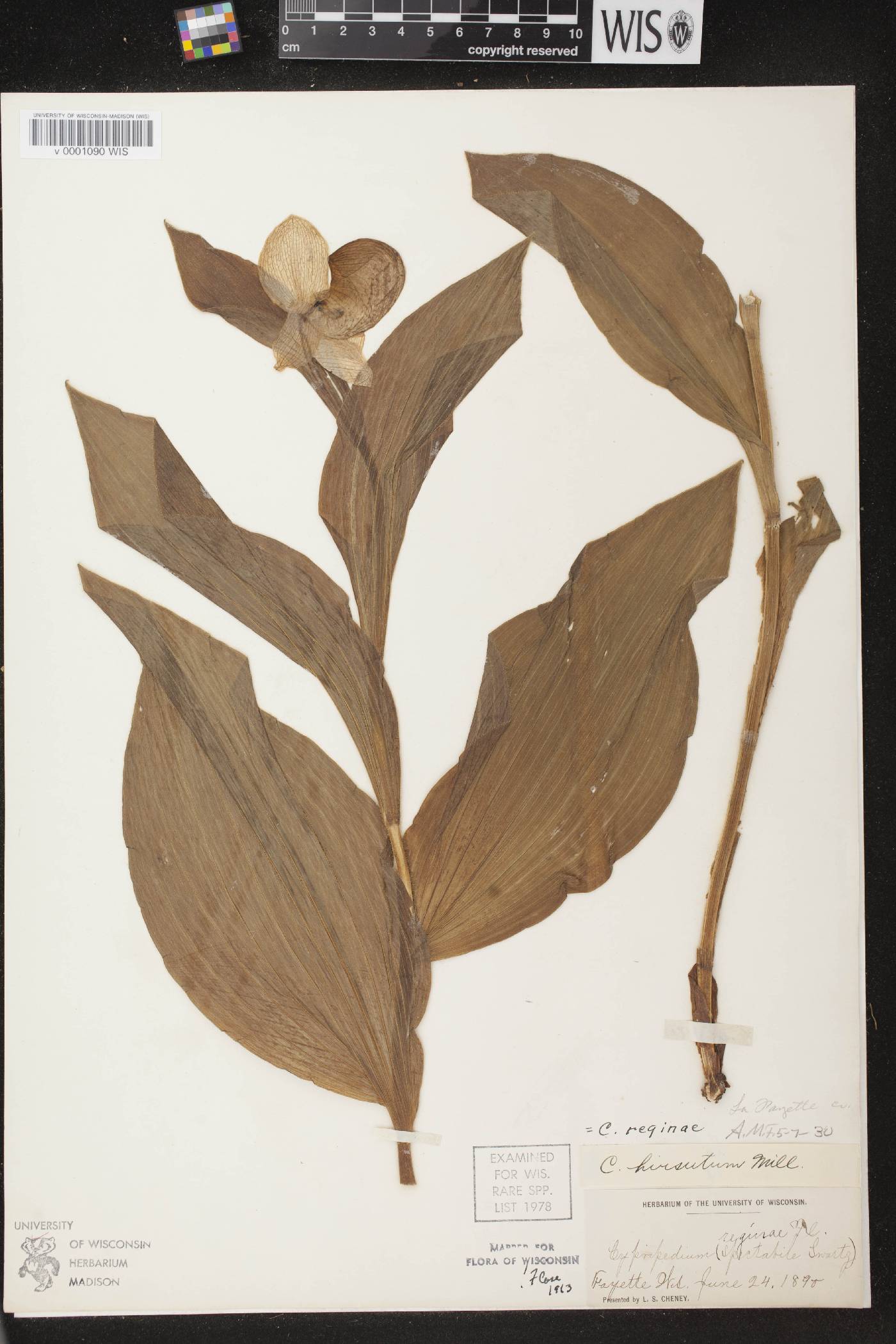 Cypripedium reginae image
