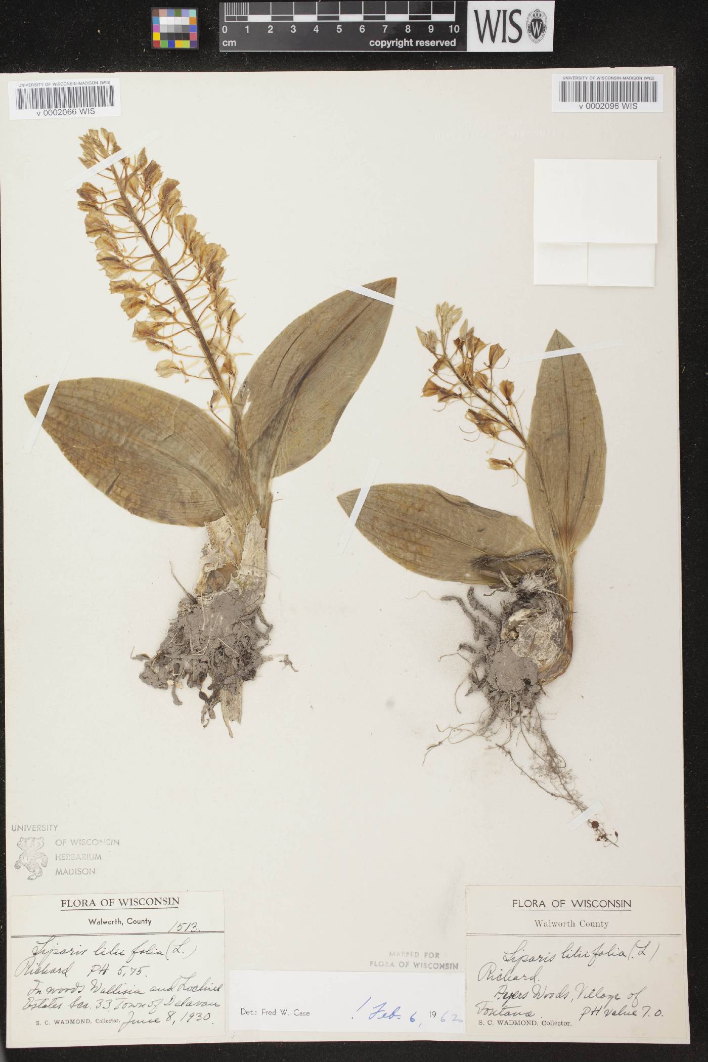 Liparis liliifolia image