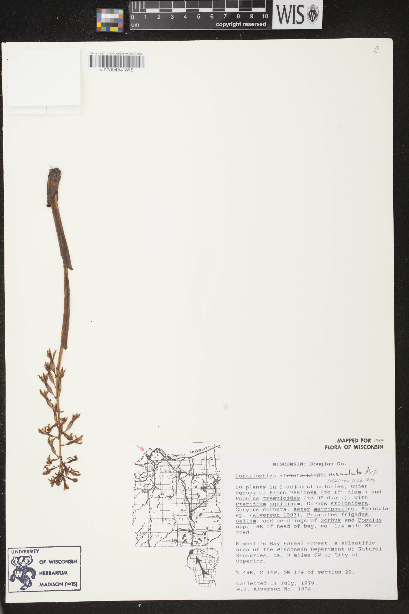Corallorhiza maculata image
