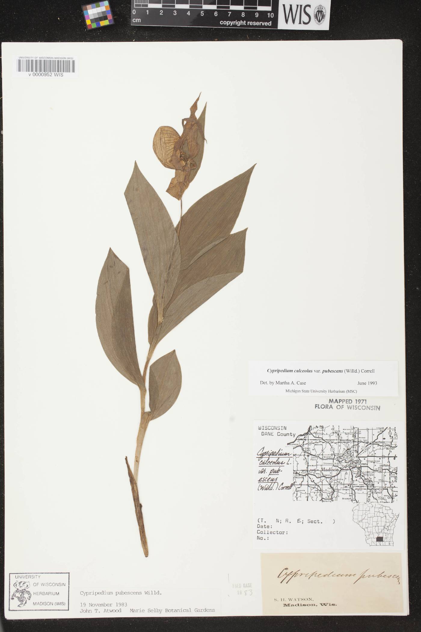 Cypripedium parviflorum image