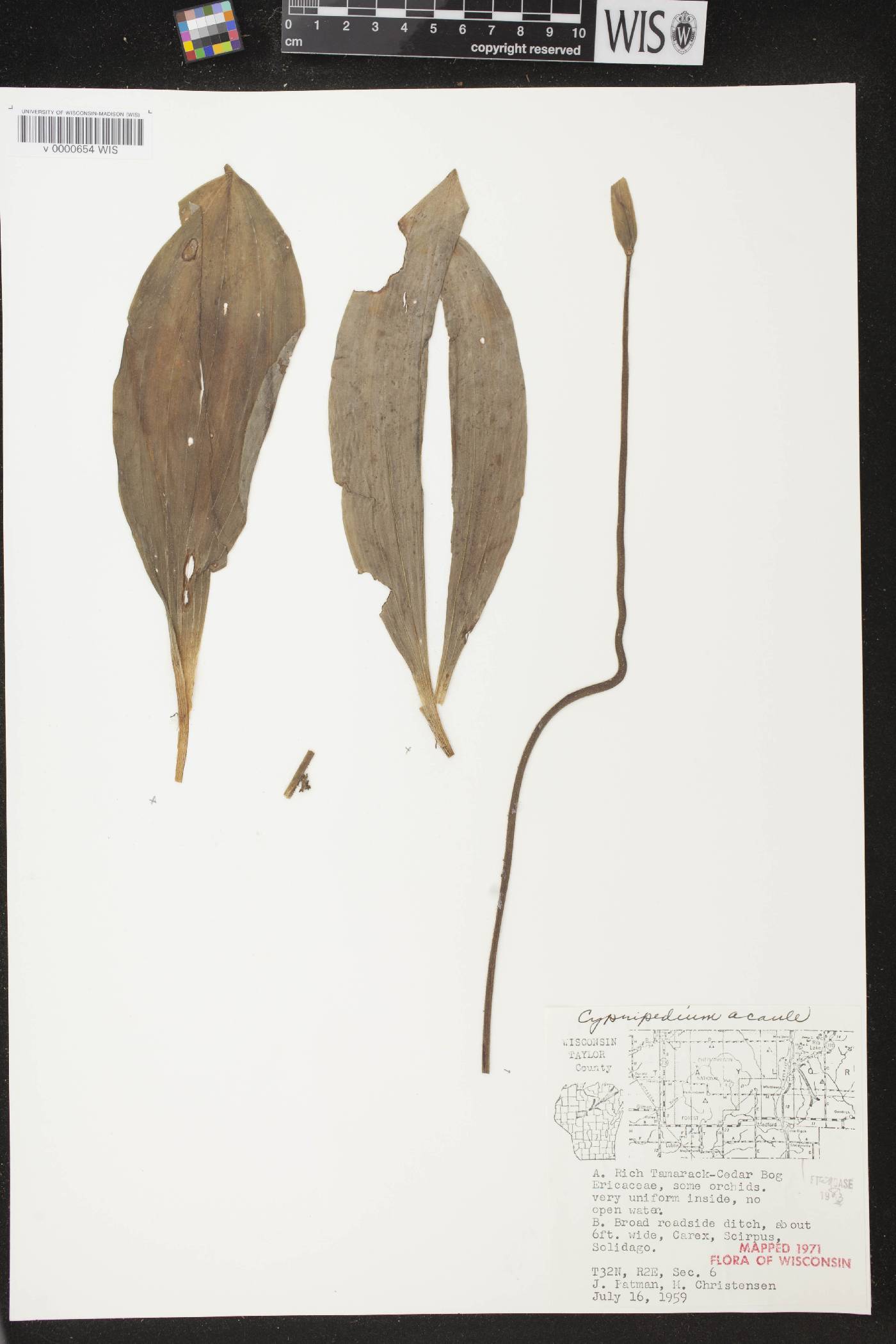 Cypripedium acaule image