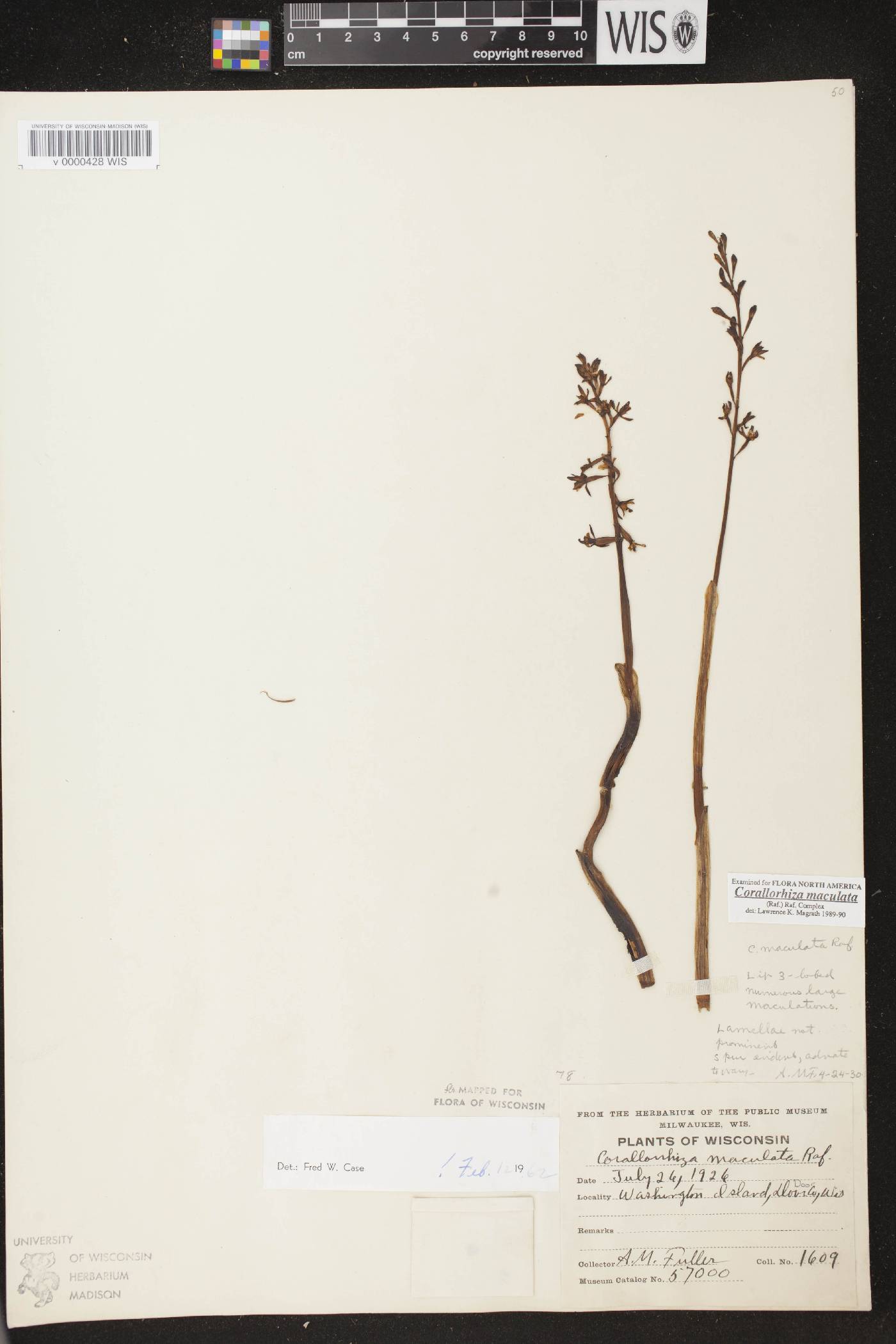 Corallorhiza maculata image