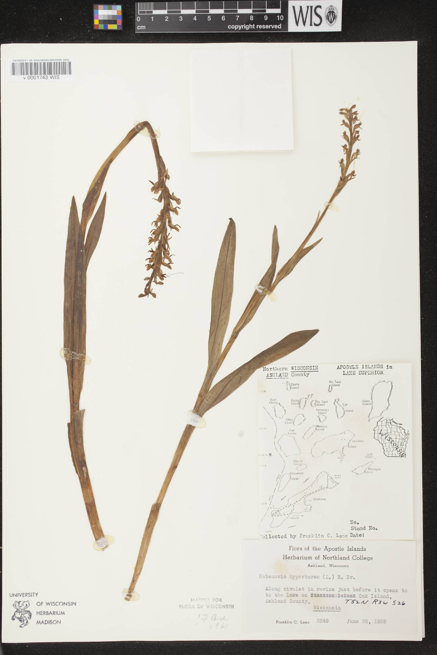 Platanthera huronensis image