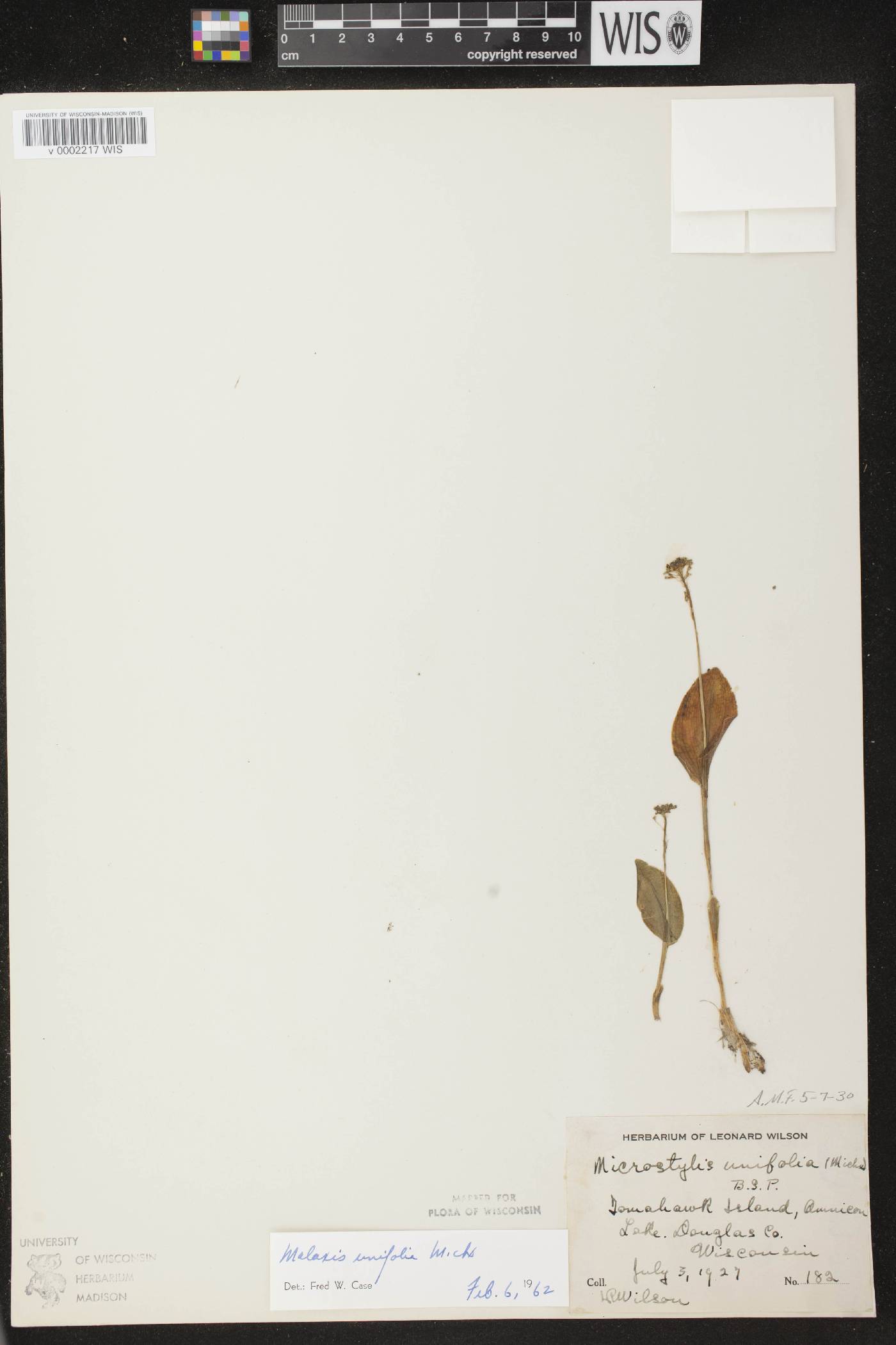Malaxis unifolia image