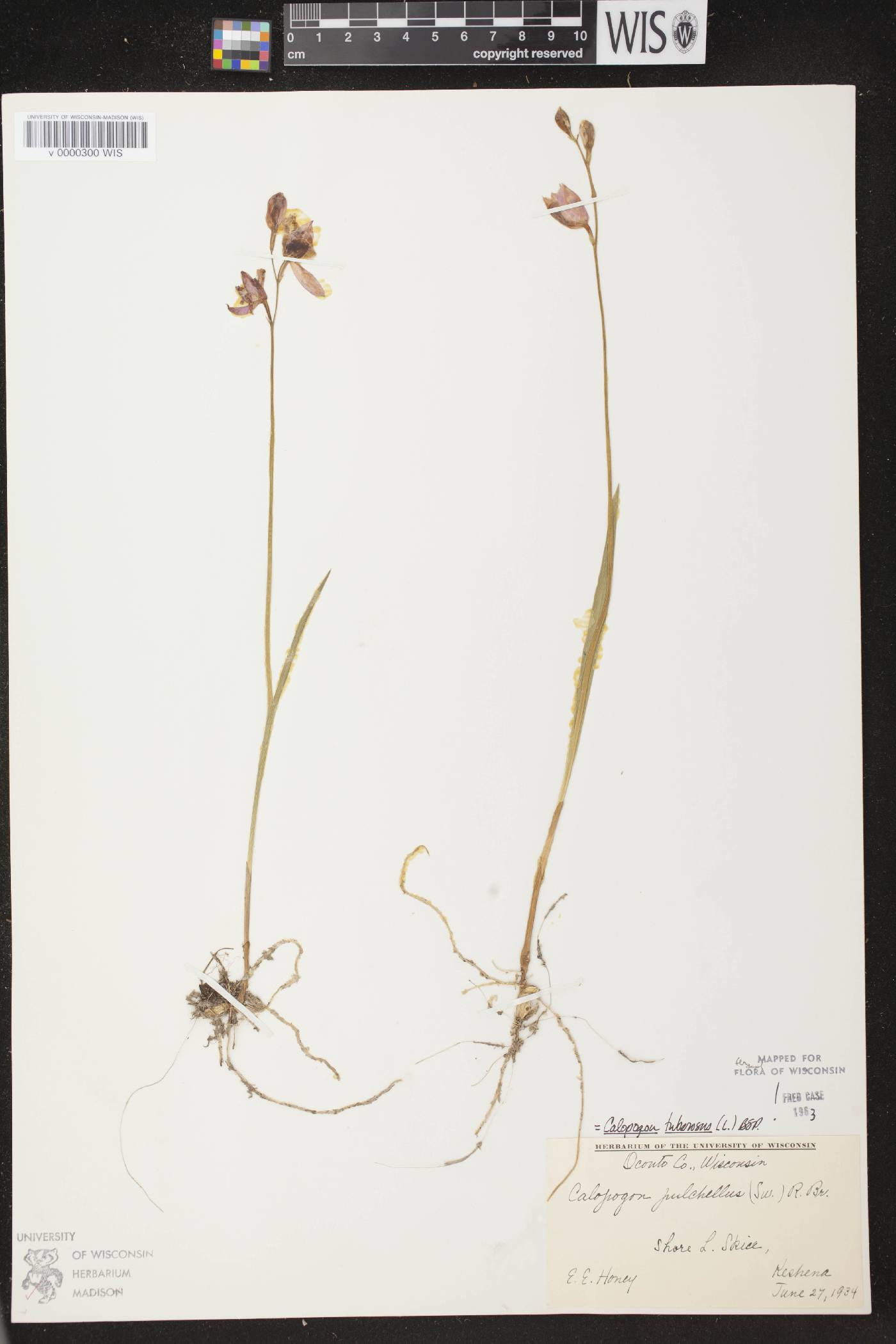 Calopogon tuberosus var. tuberosus image