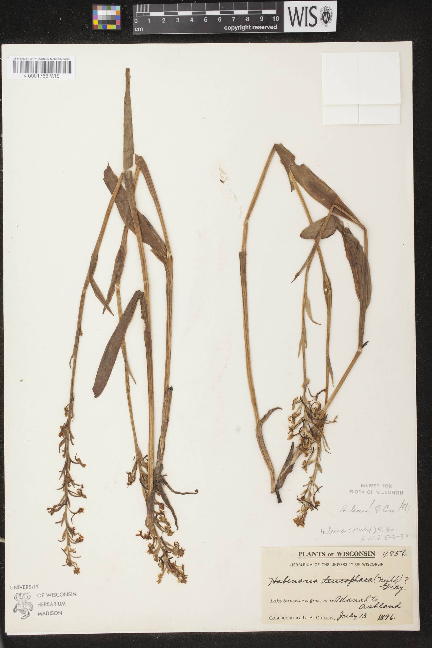 Platanthera lacera image