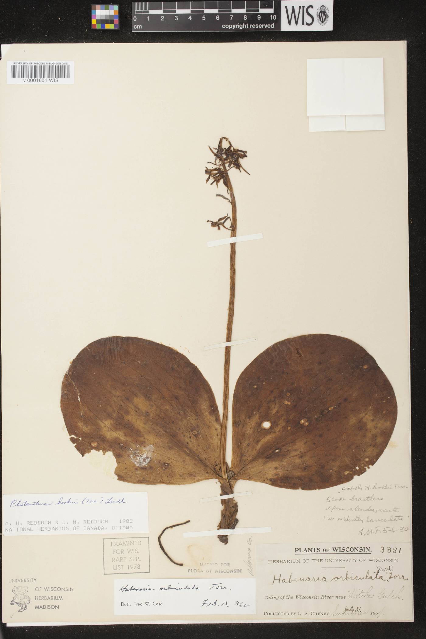 Platanthera hookeri image