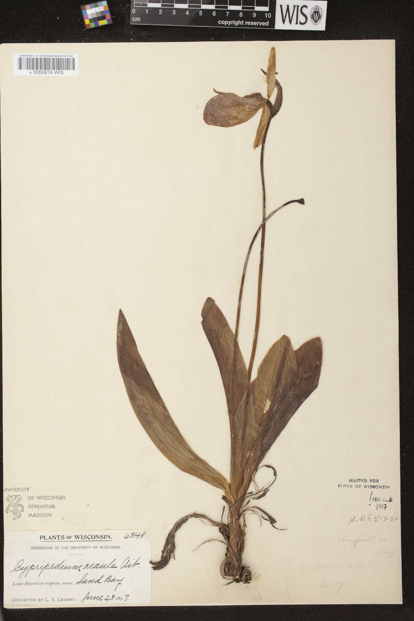 Cypripedium acaule image