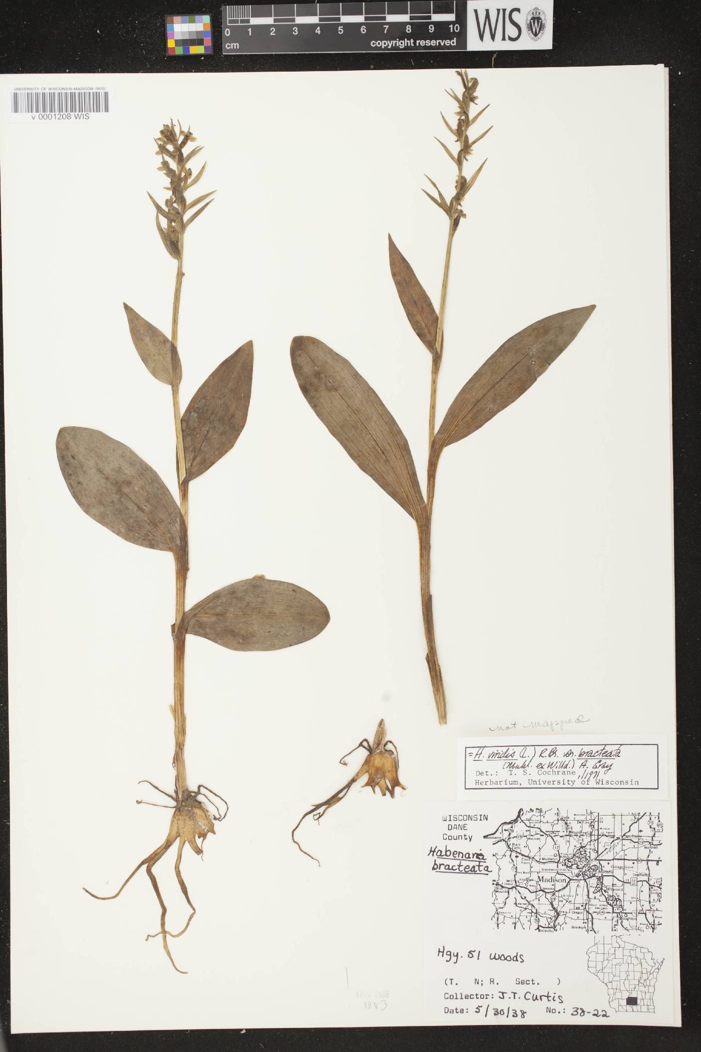Coeloglossum viride var. virescens image
