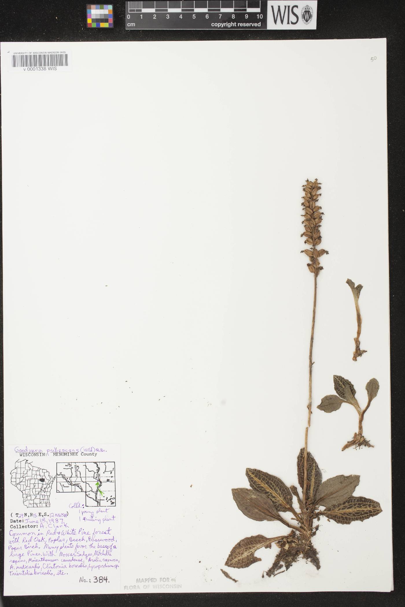Goodyera pubescens image