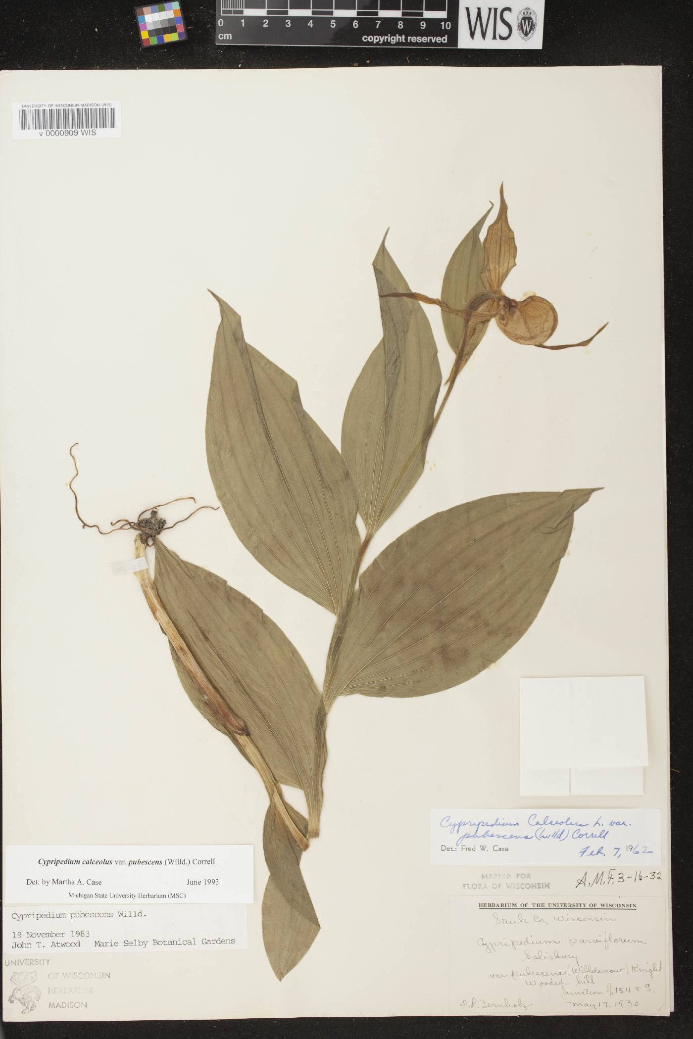 Cypripedium parviflorum image
