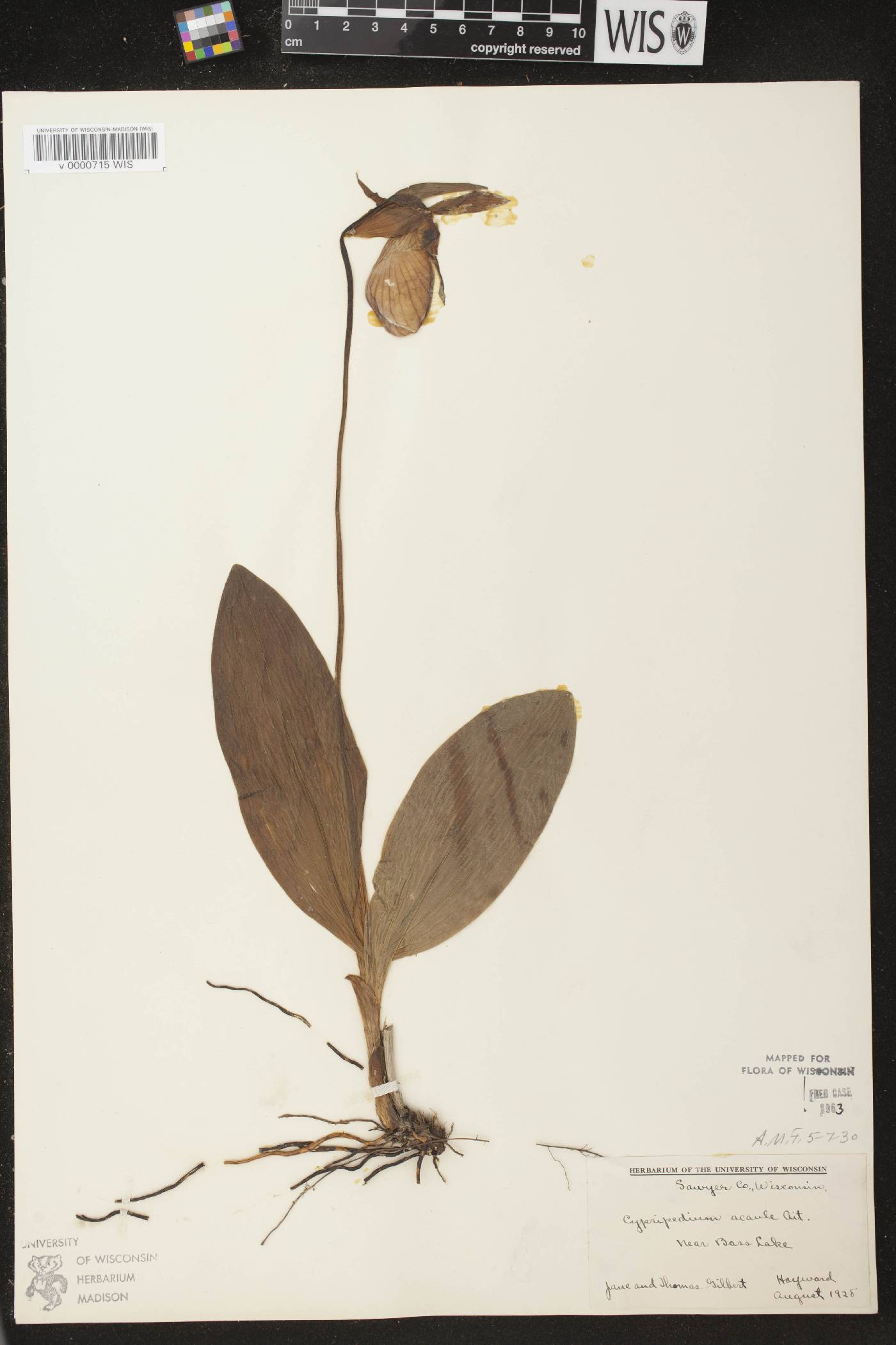 Cypripedium acaule image