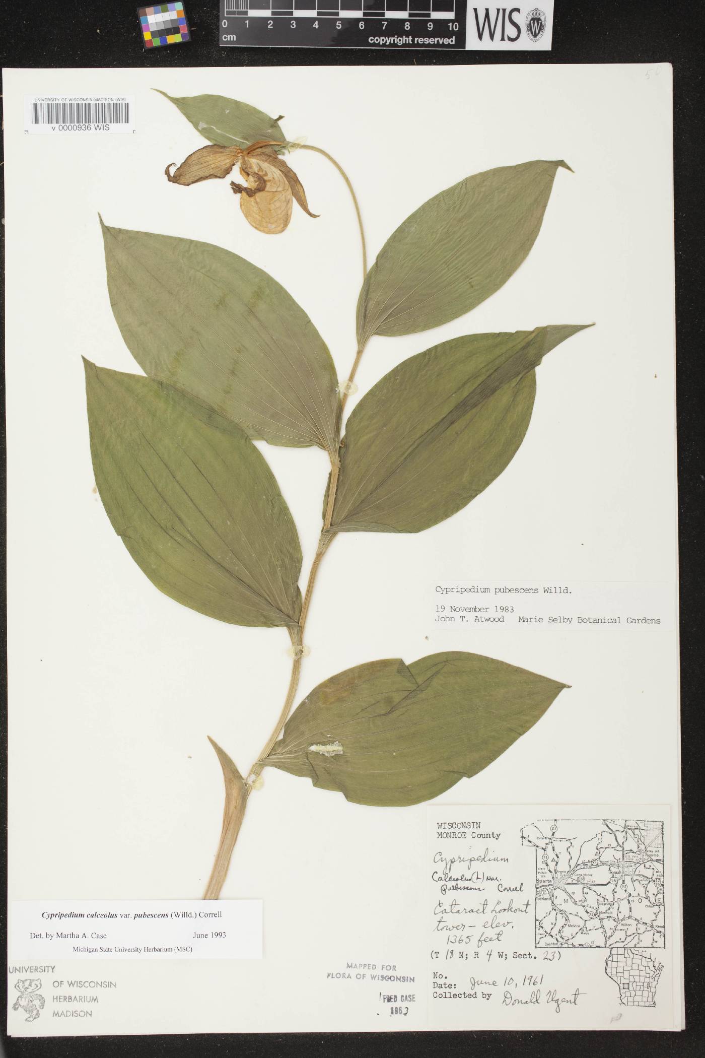 Cypripedium parviflorum var. pubescens image