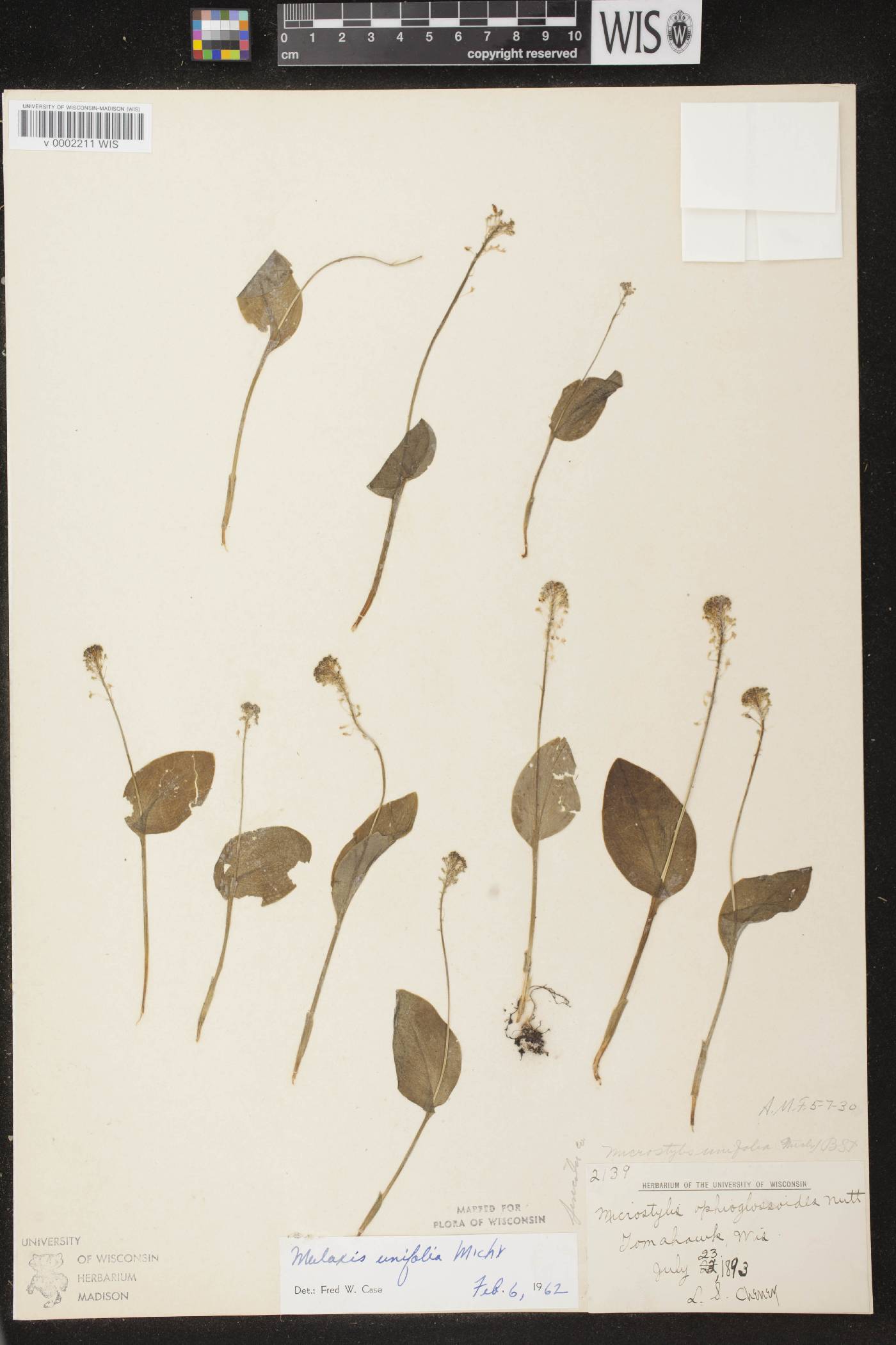 Malaxis unifolia image