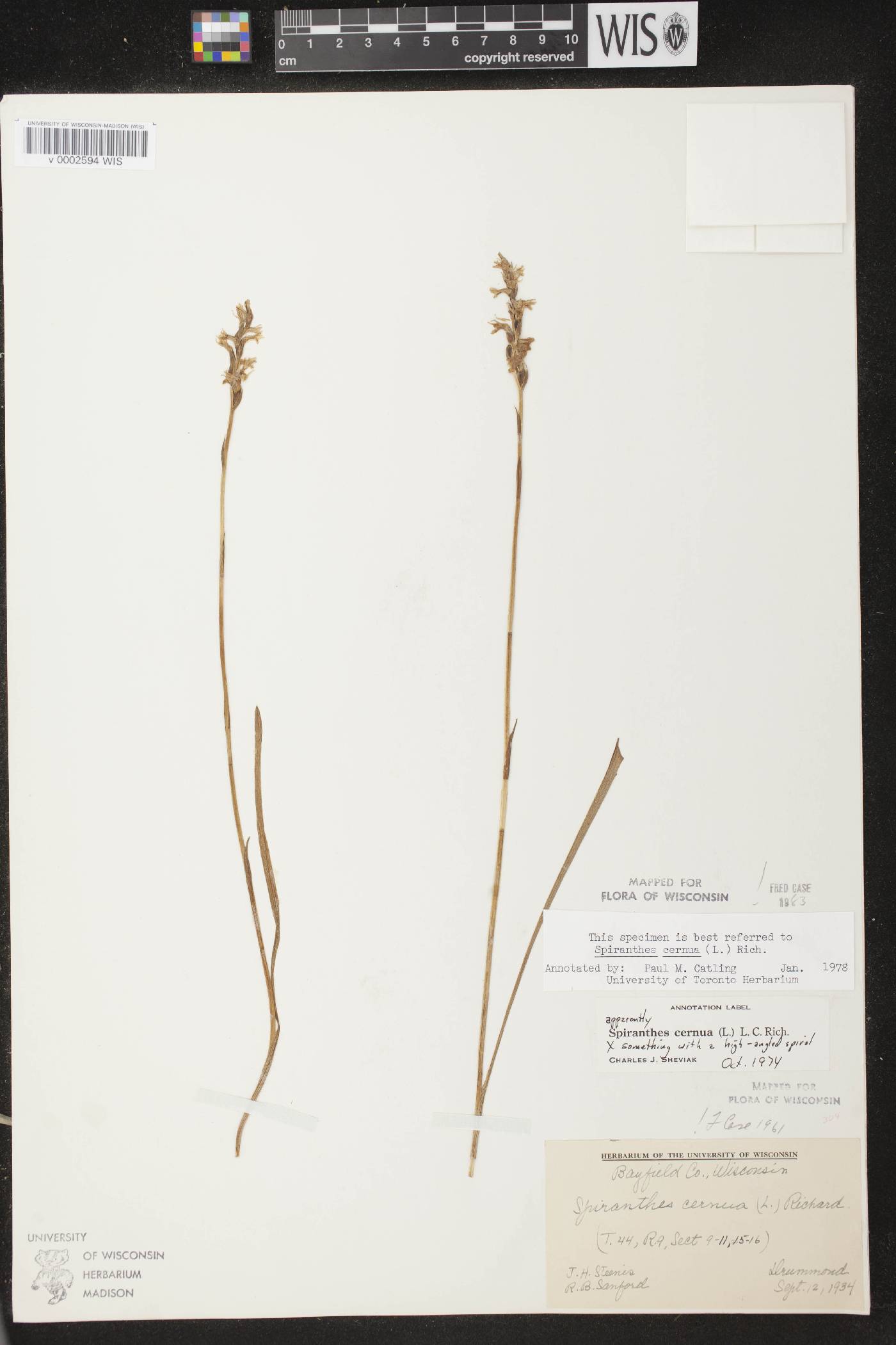 Spiranthes cernua image