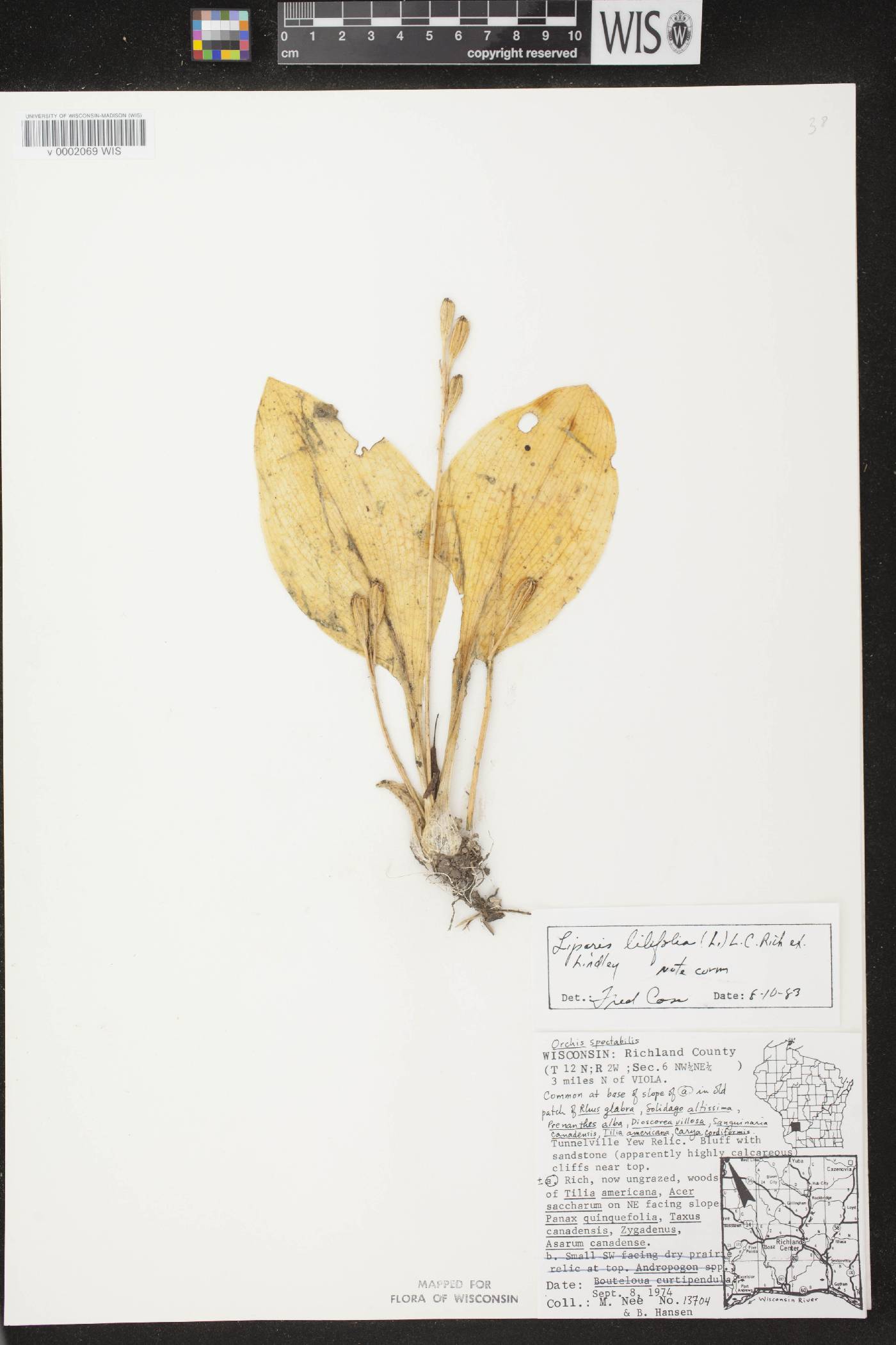 Liparis liliifolia image