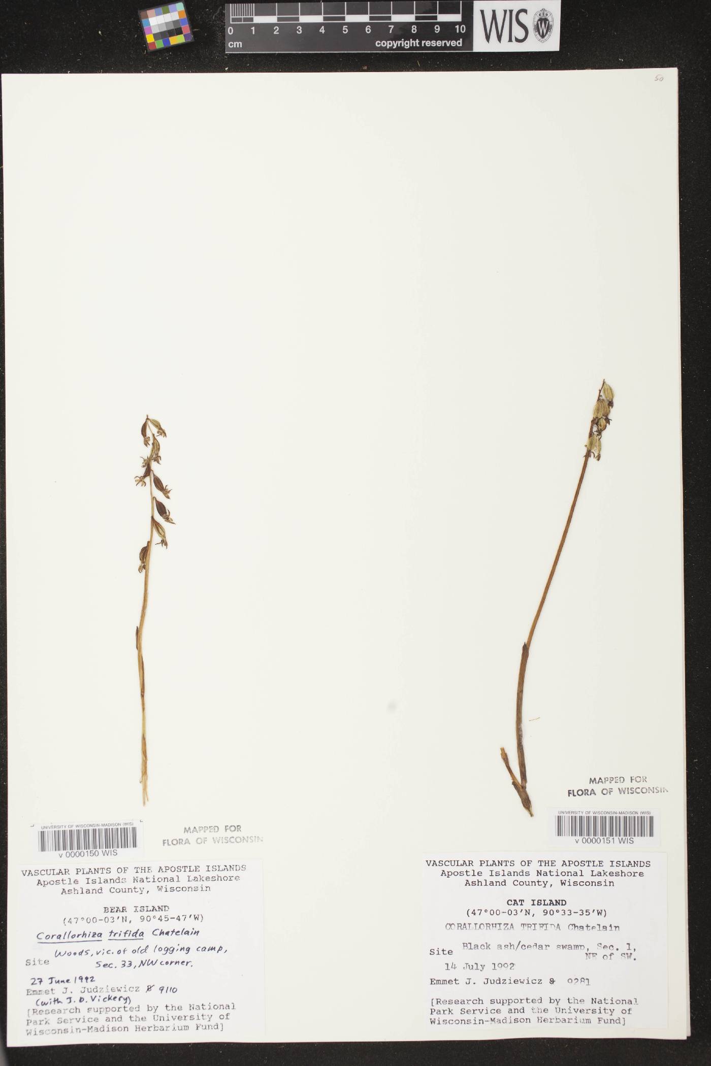 Corallorhiza trifida image