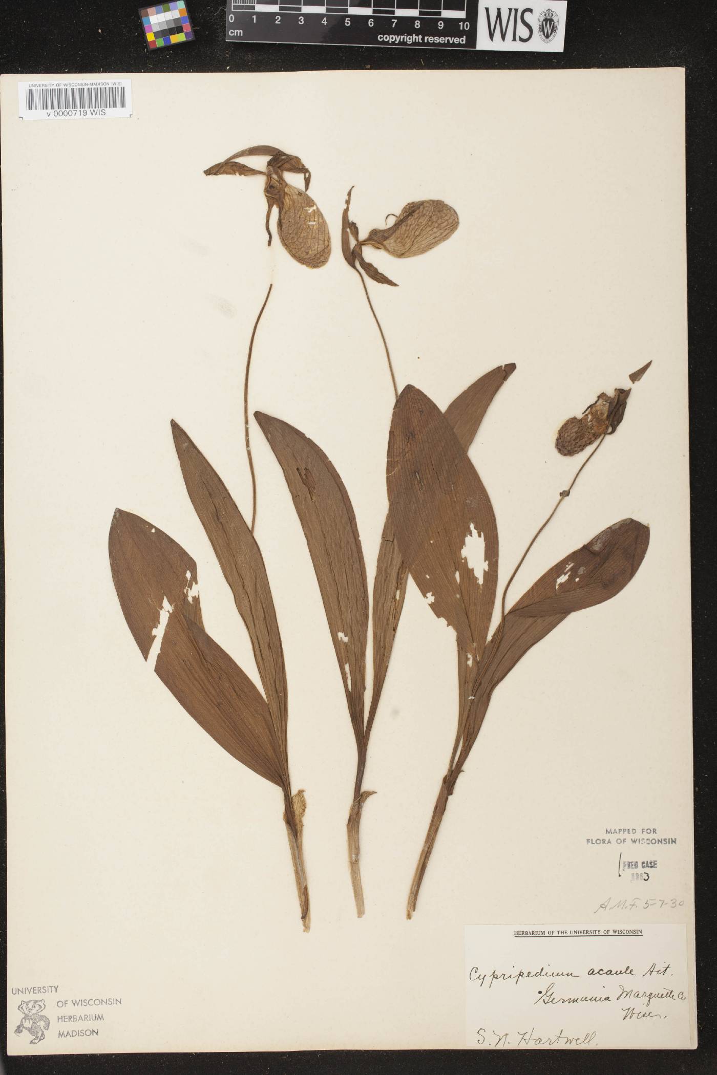 Cypripedium acaule image