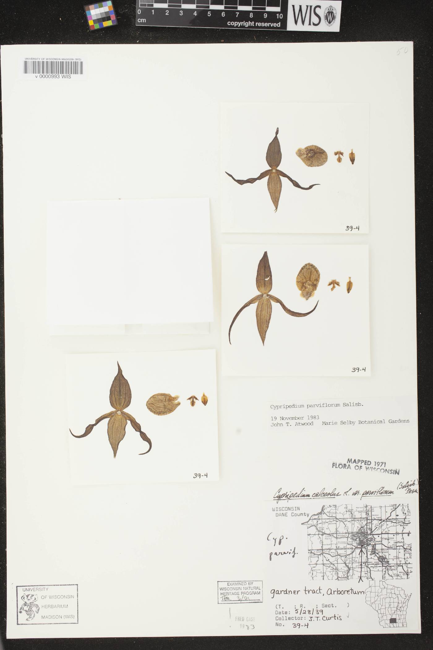 Cypripedium parviflorum var. makasin image