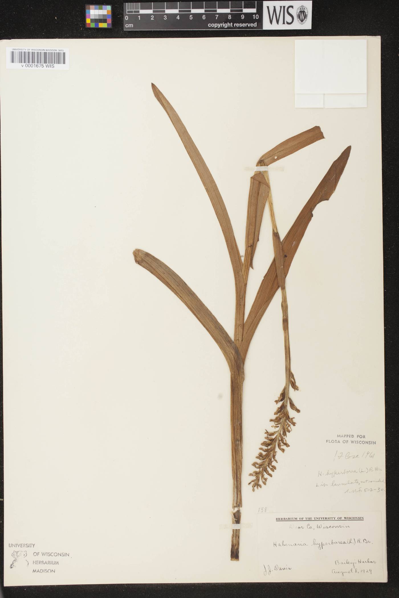 Platanthera huronensis image