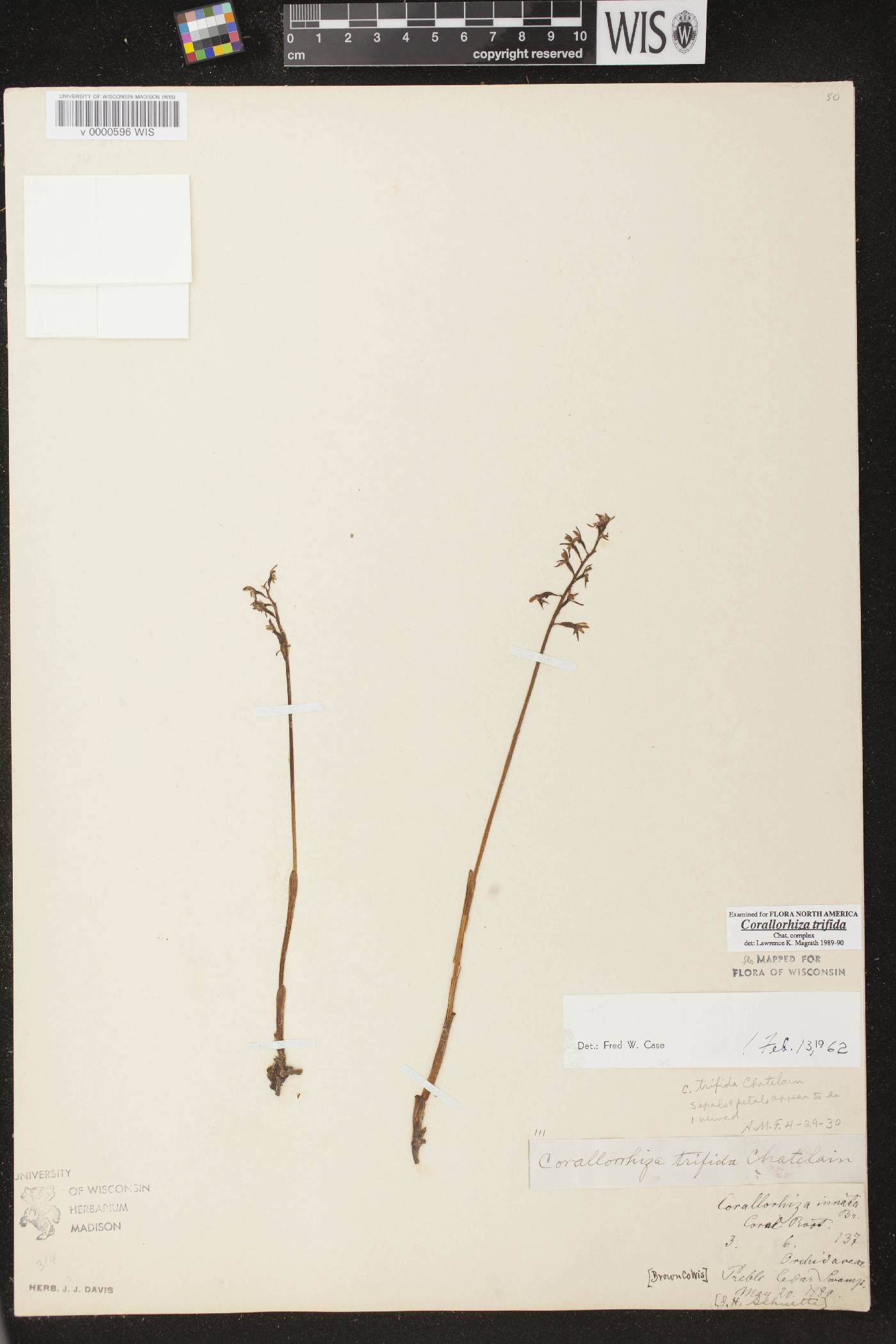 Corallorhiza trifida image