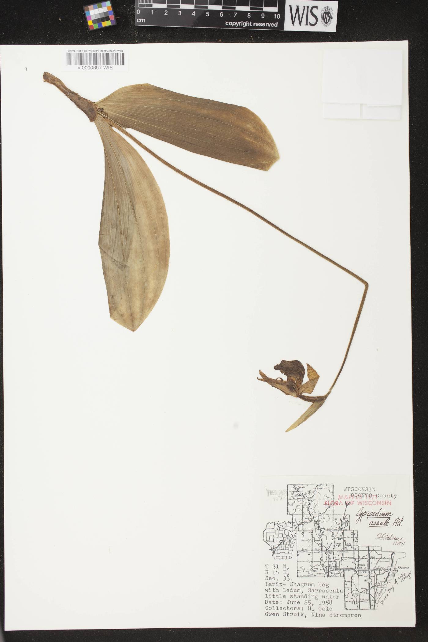 Cypripedium acaule image