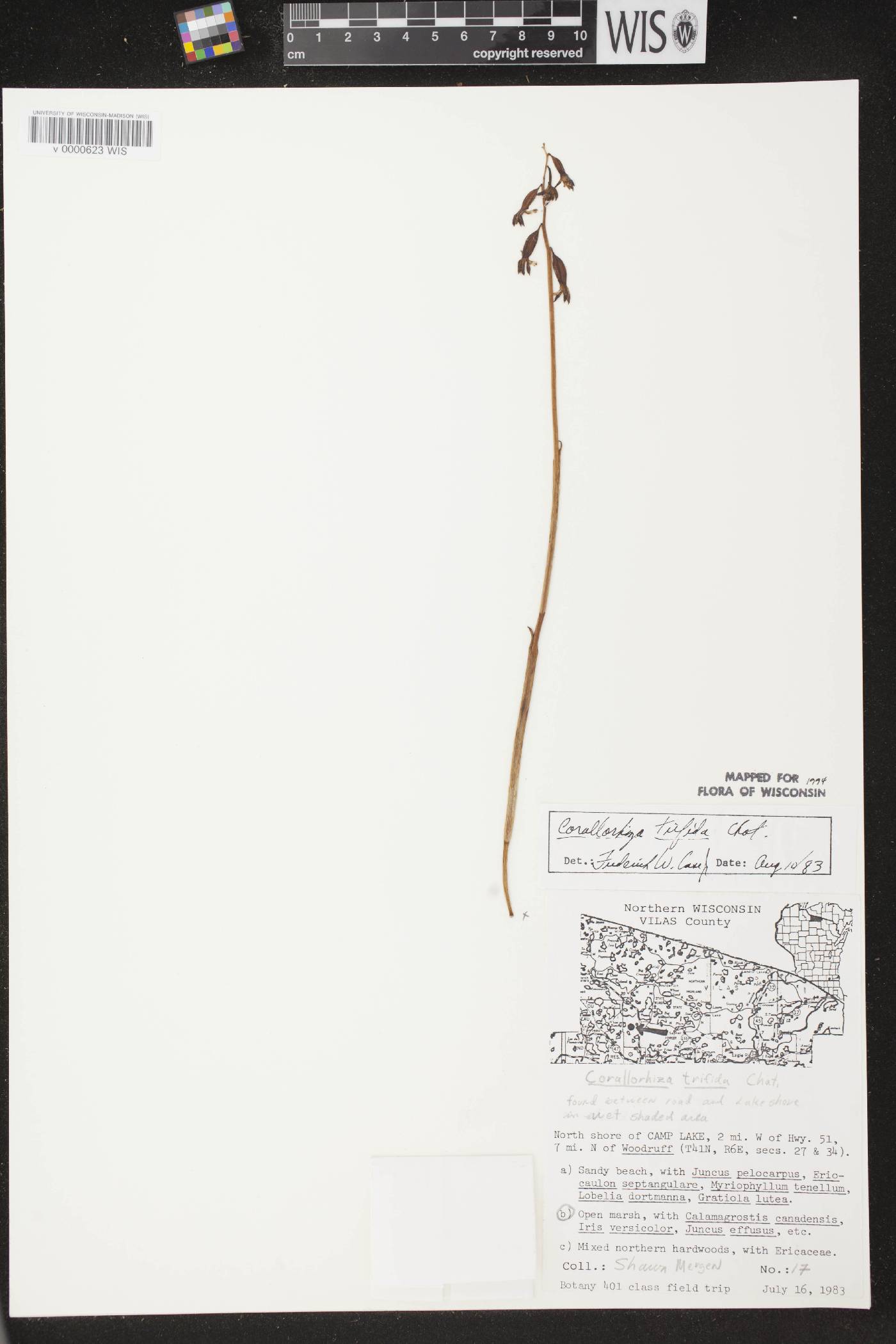Corallorhiza trifida image