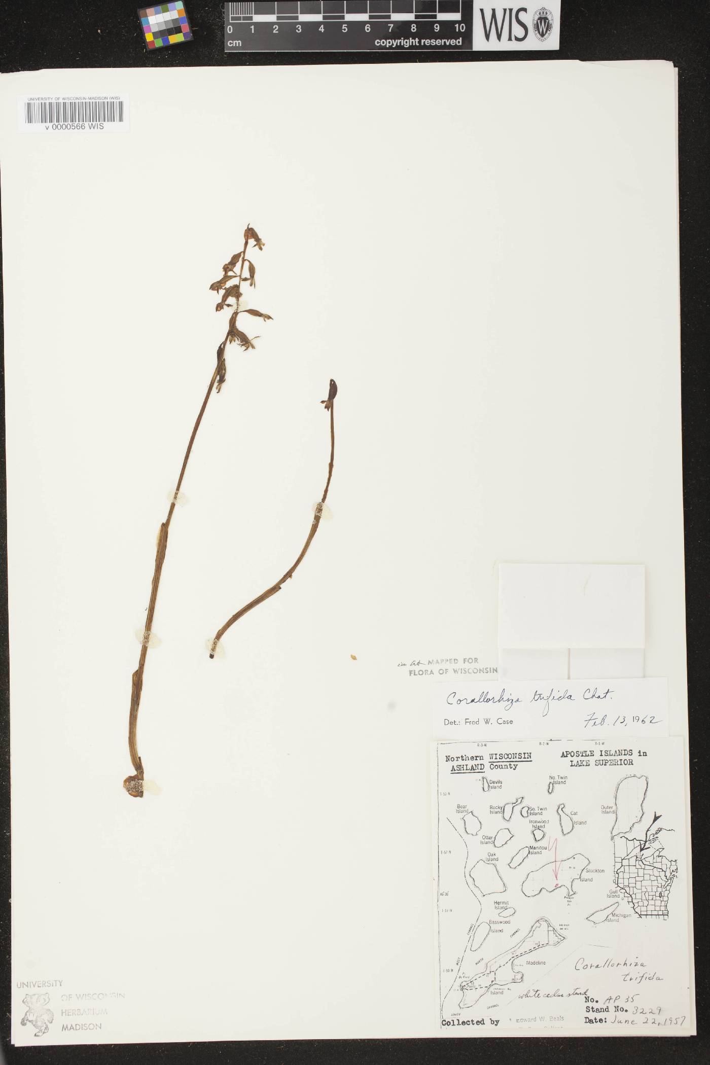 Corallorhiza trifida image