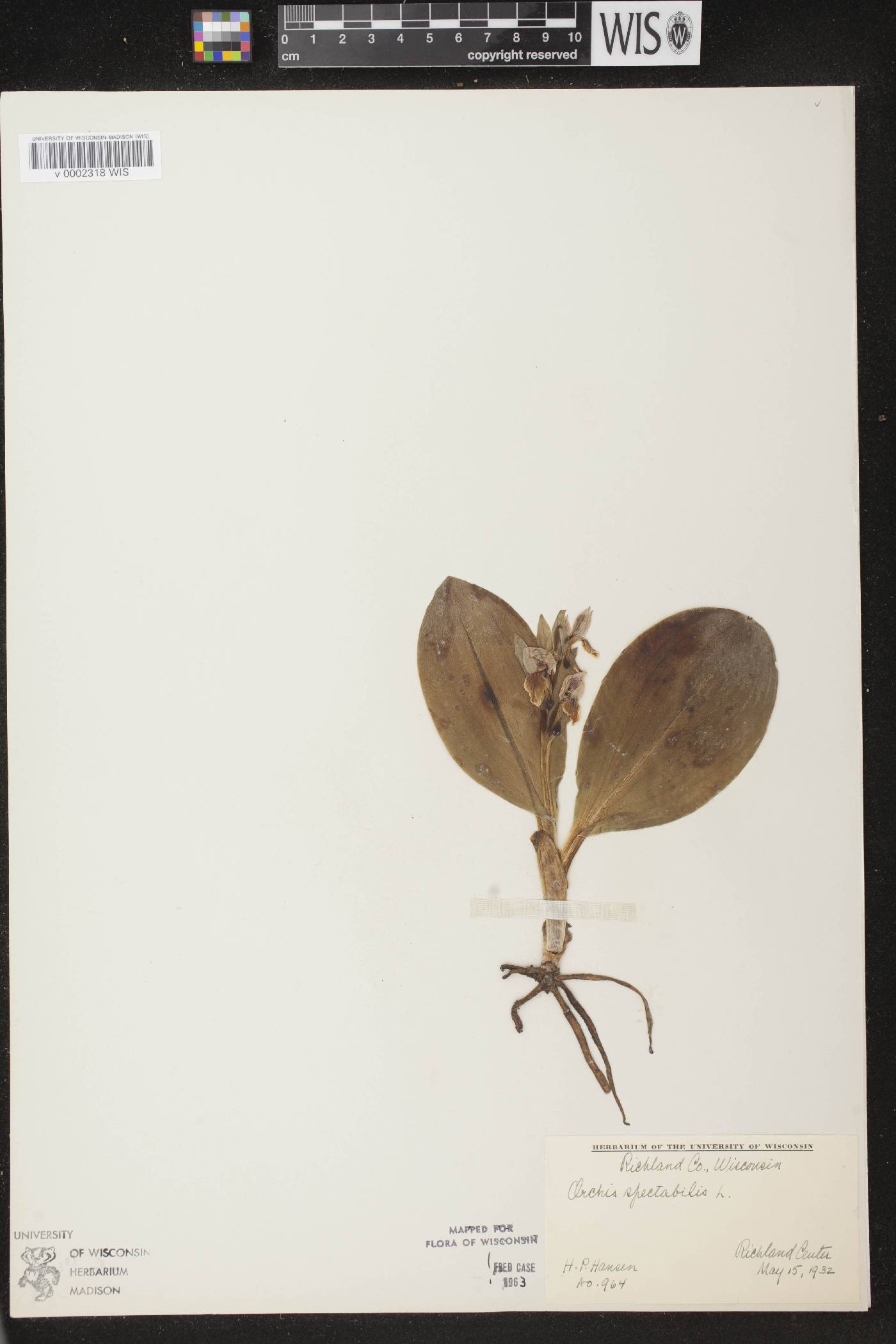 Galearis spectabilis image