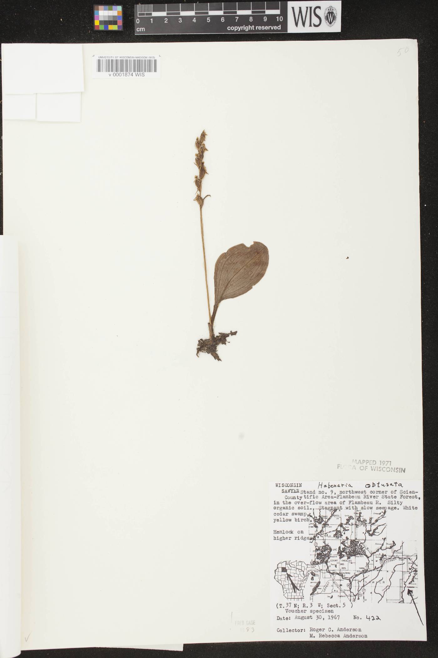 Platanthera obtusata image