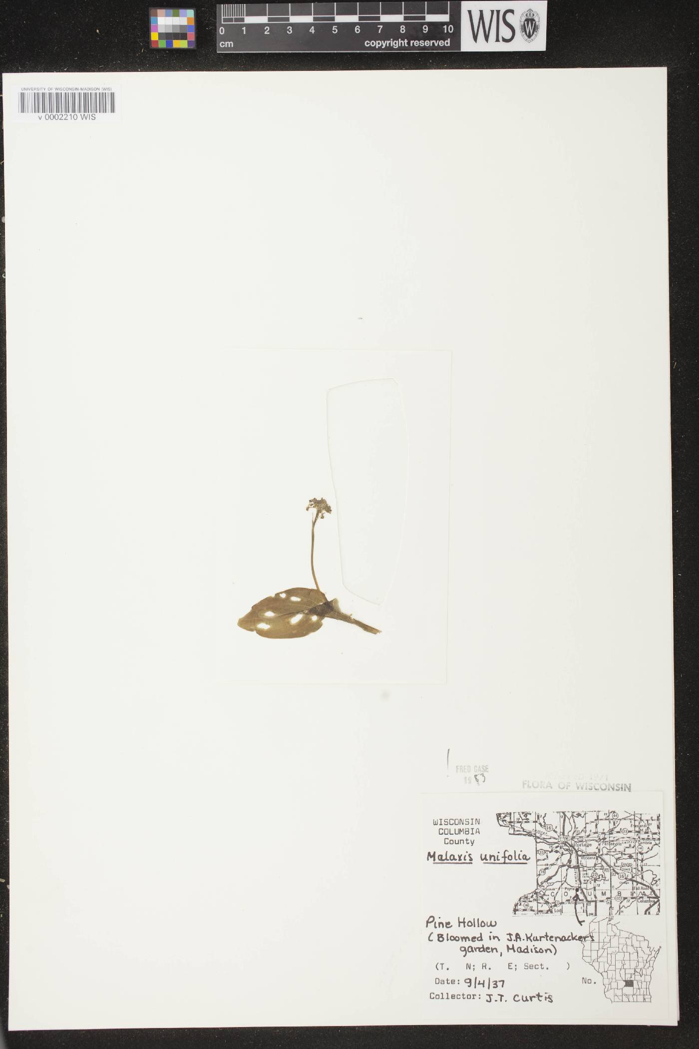 Malaxis unifolia image