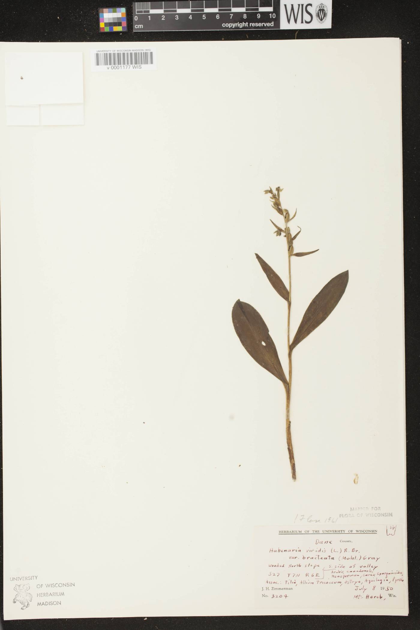 Coeloglossum viride var. virescens image