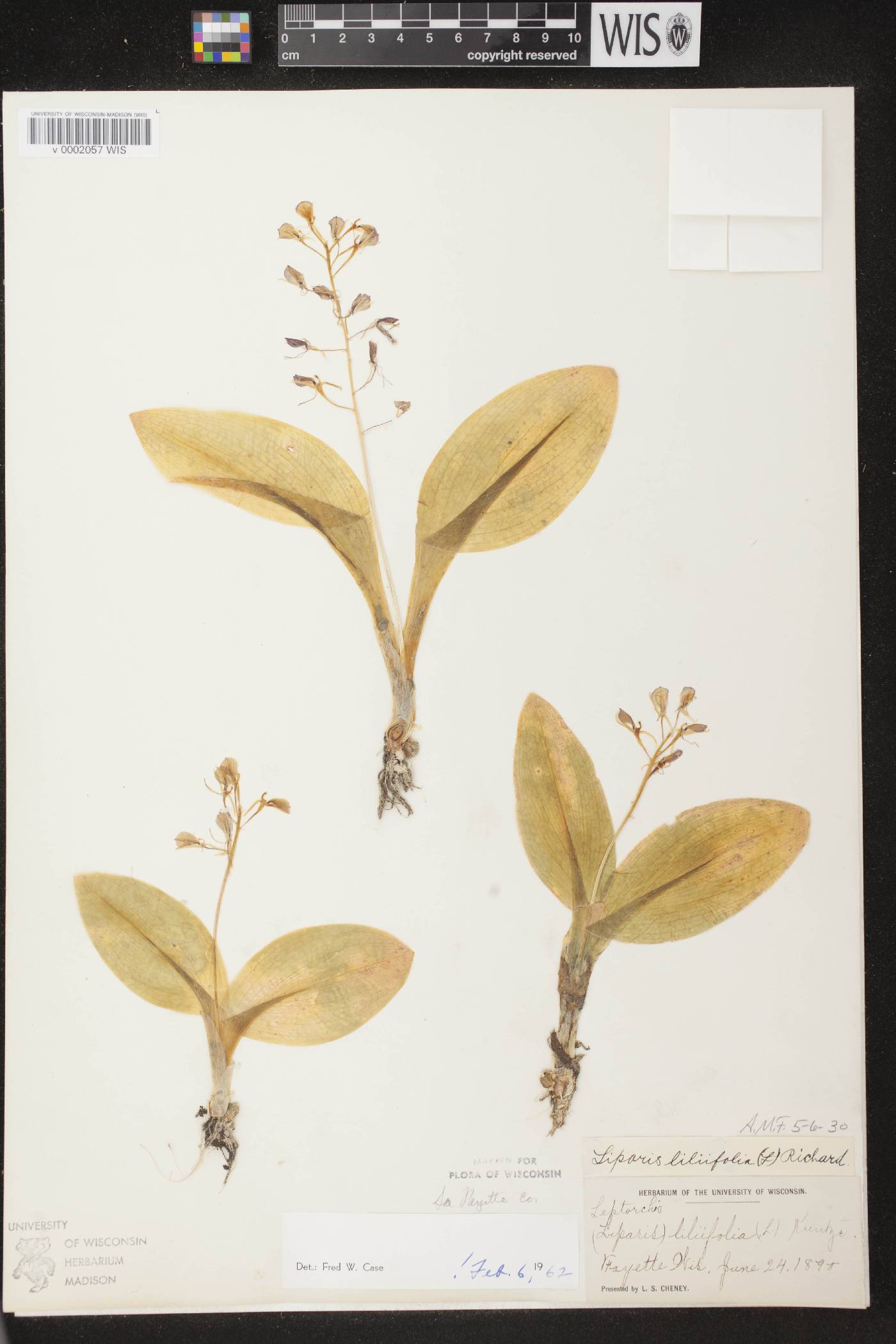 Liparis liliifolia image