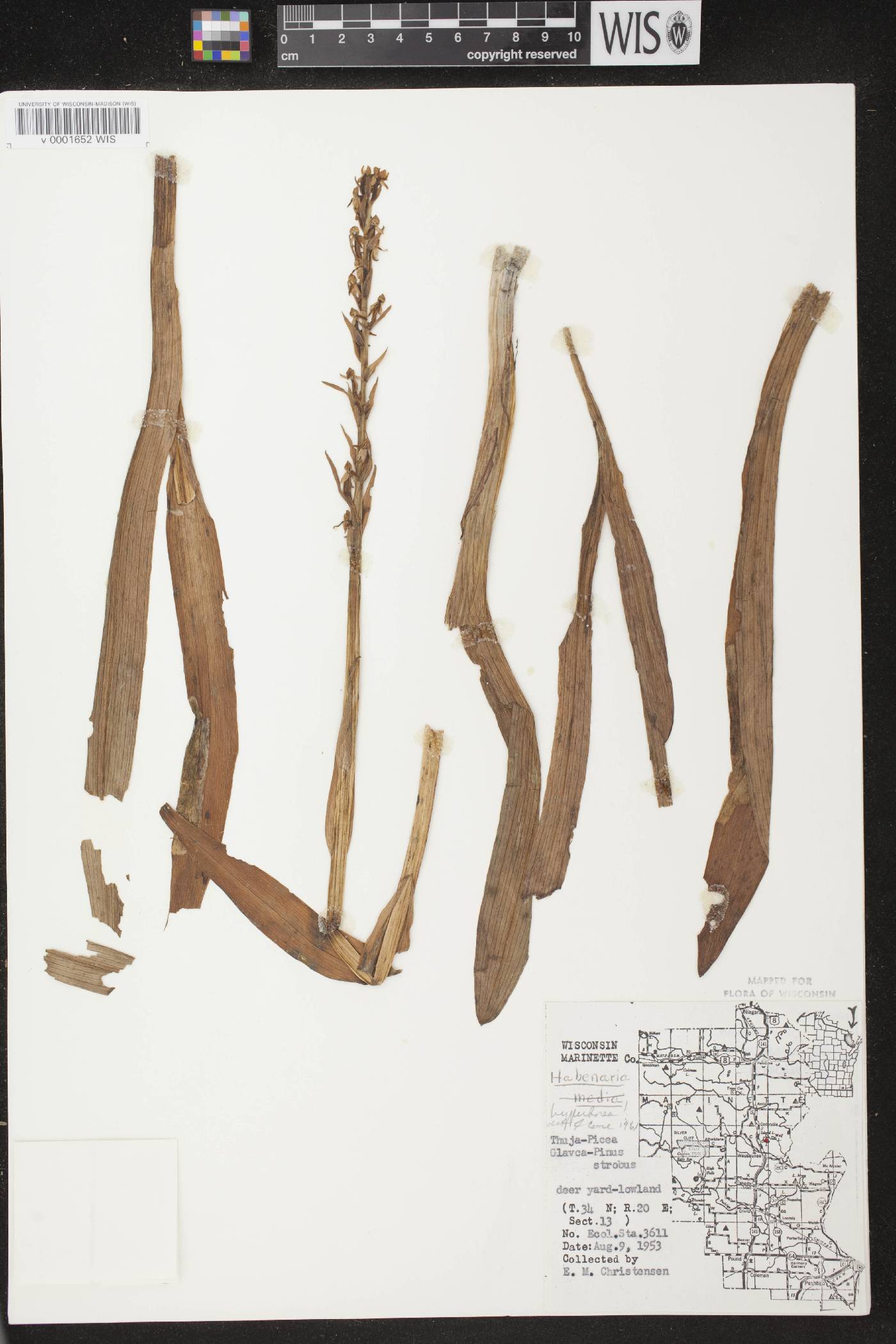 Platanthera huronensis image