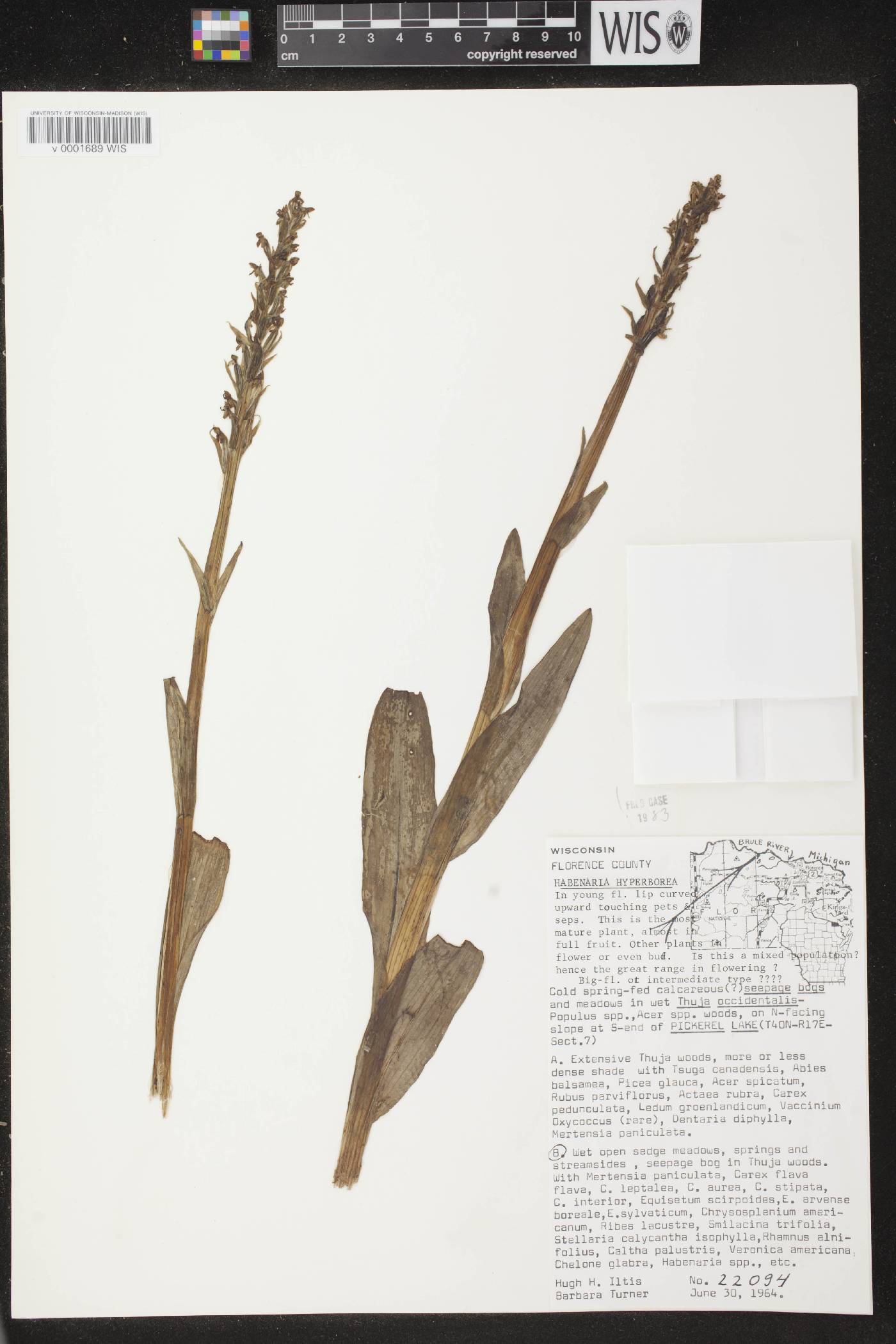 Platanthera huronensis image