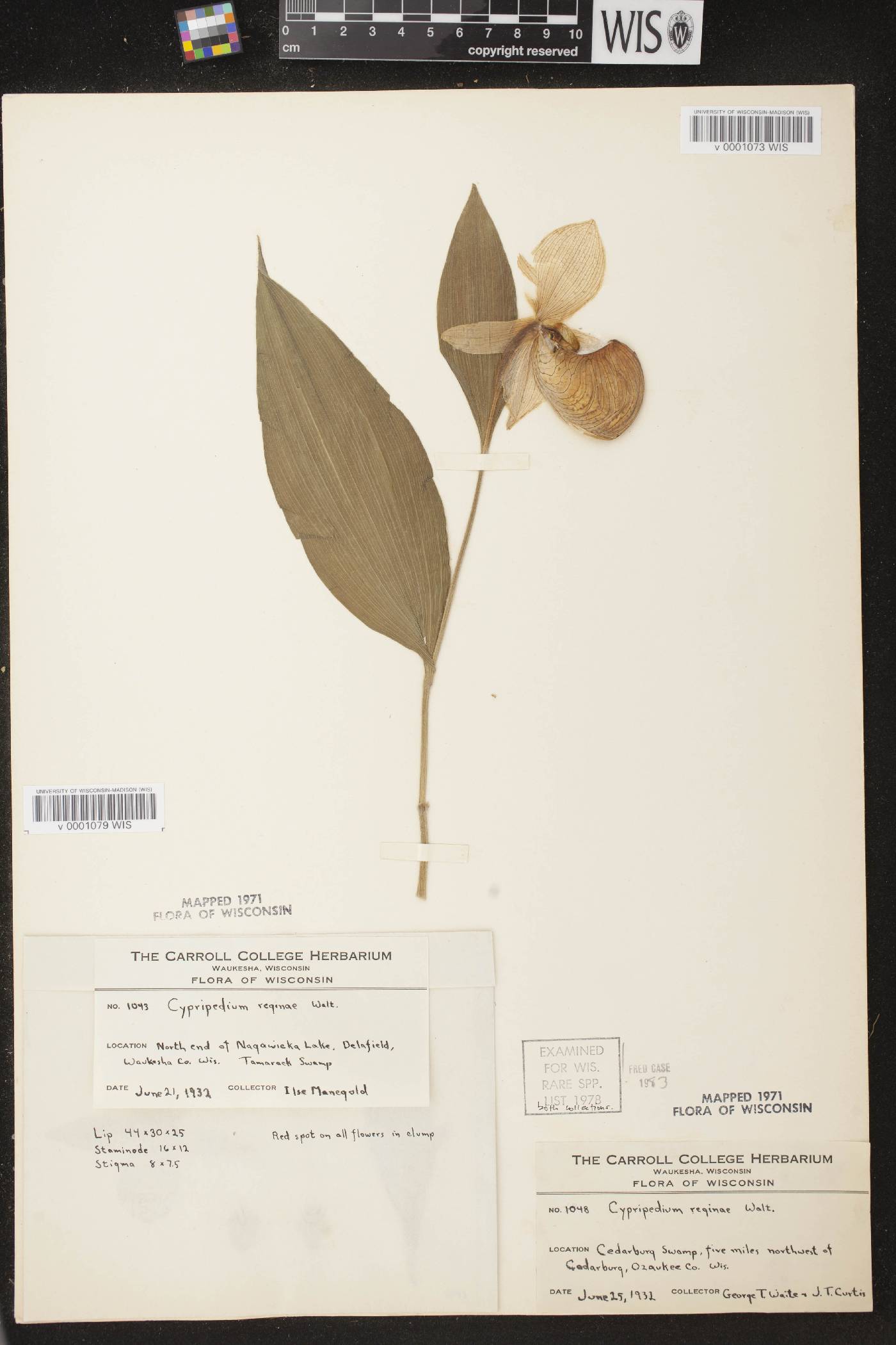 Cypripedium reginae image