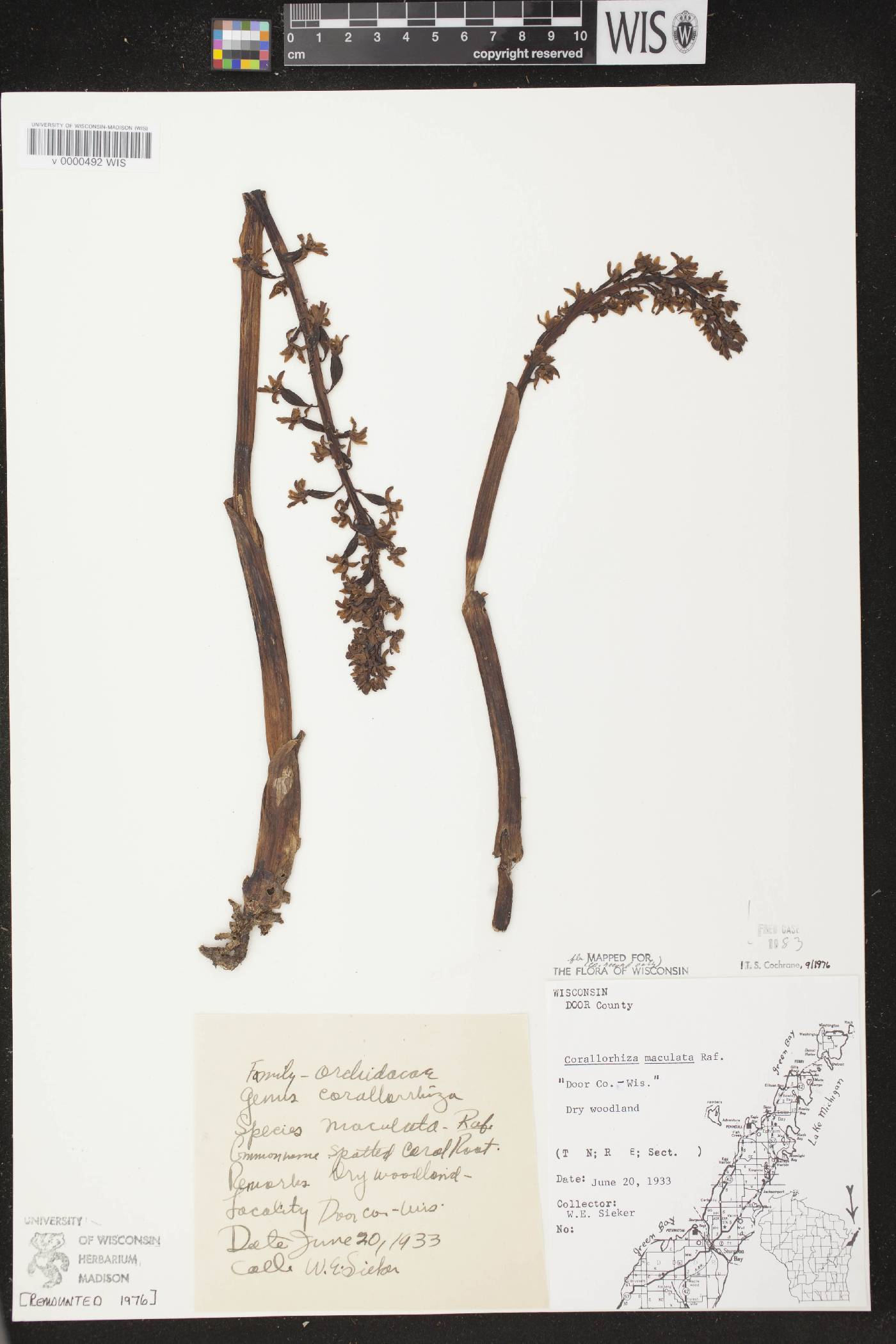 Corallorhiza maculata image