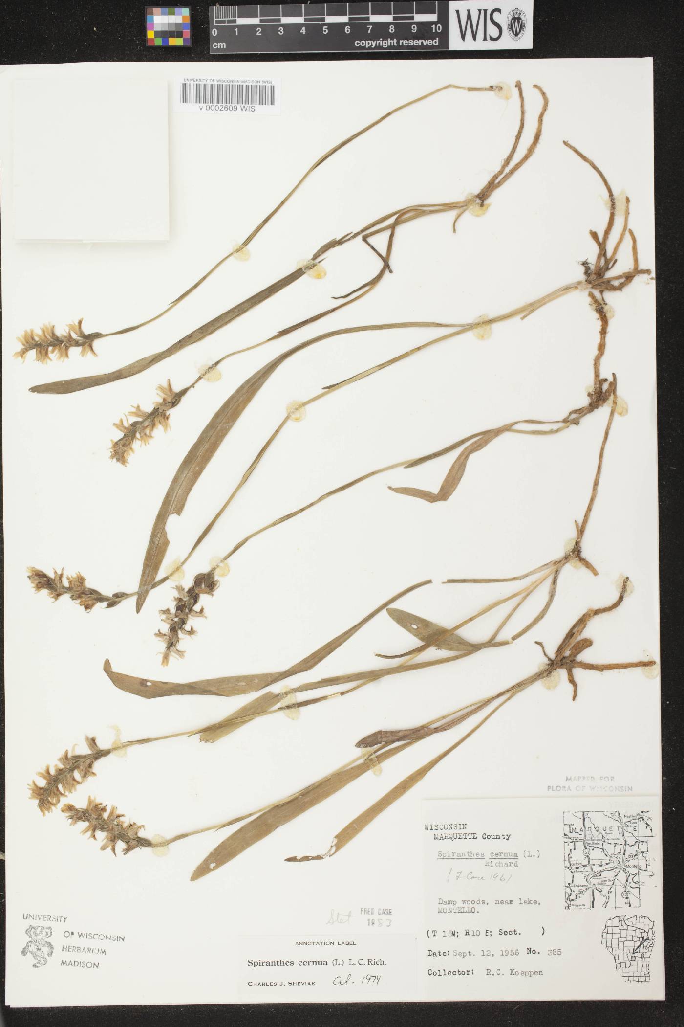 Spiranthes cernua image