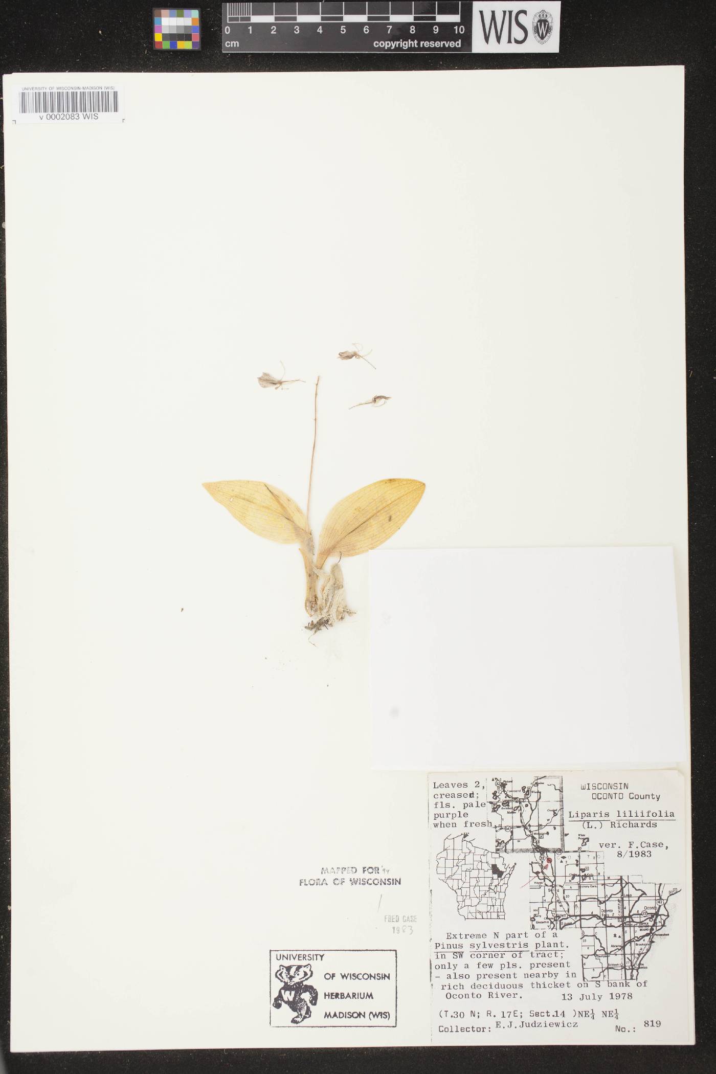 Liparis liliifolia image