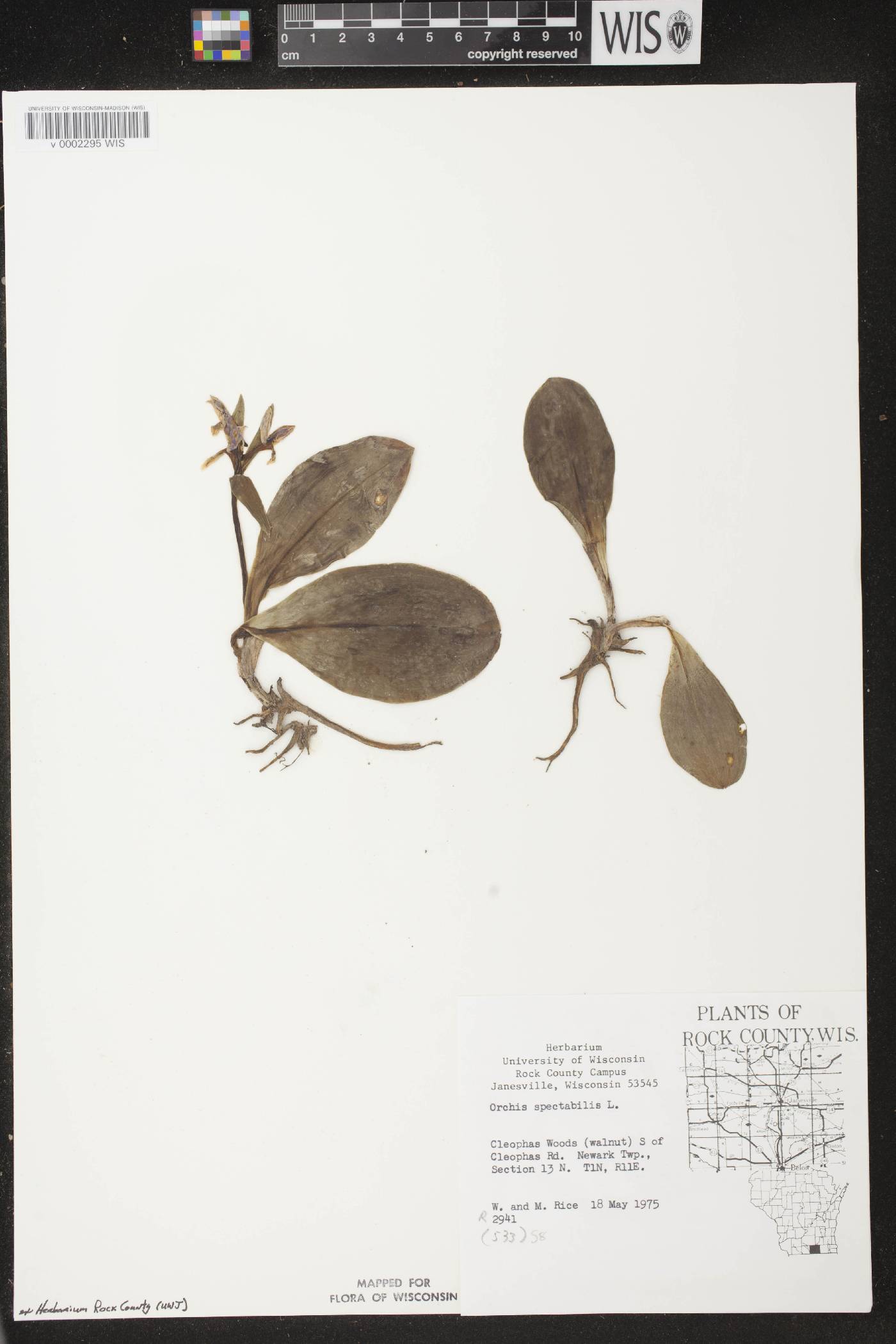 Galearis spectabilis image