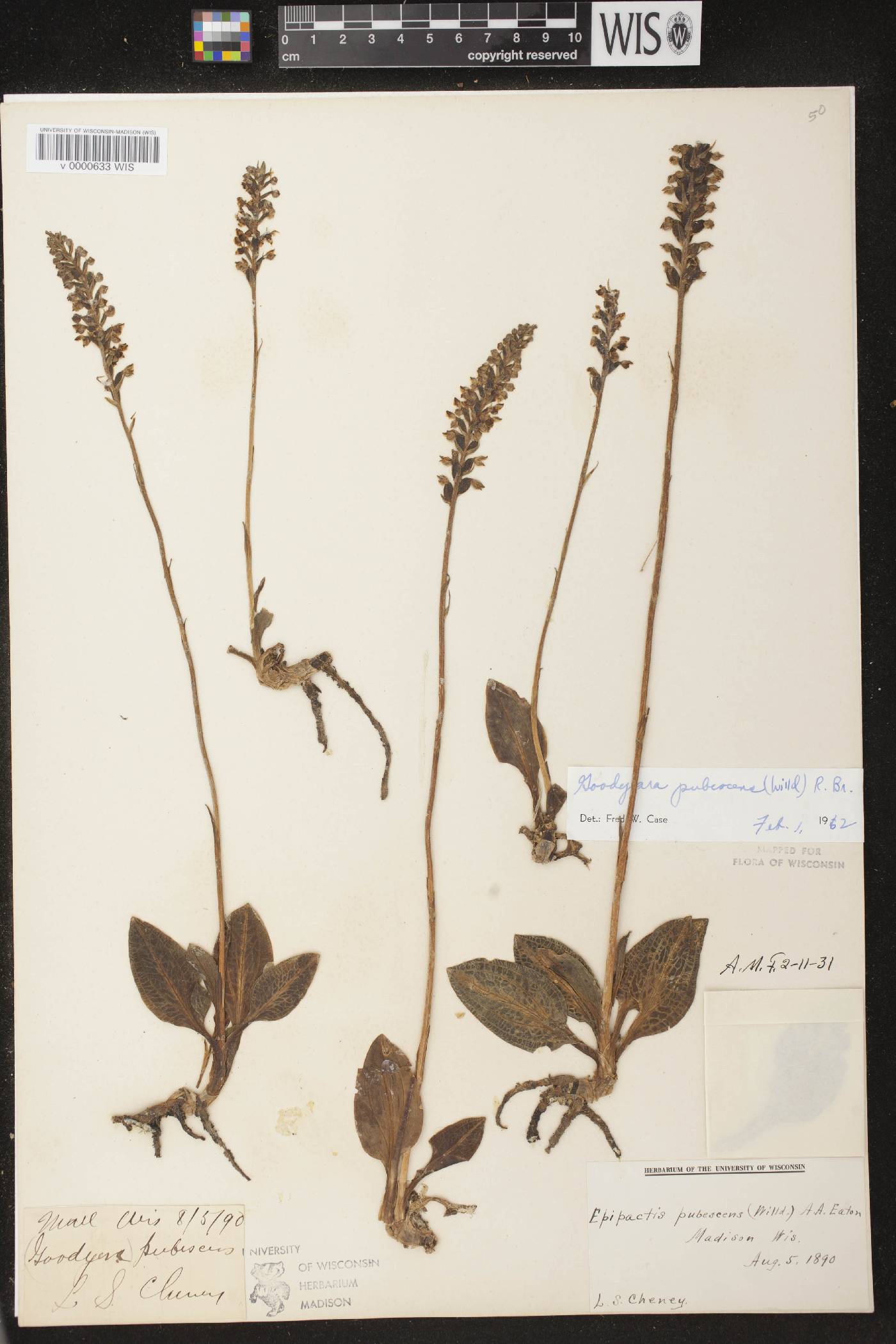 Goodyera pubescens image