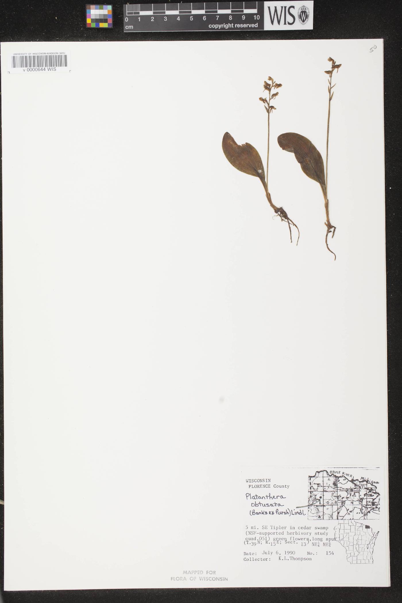 Platanthera obtusata image