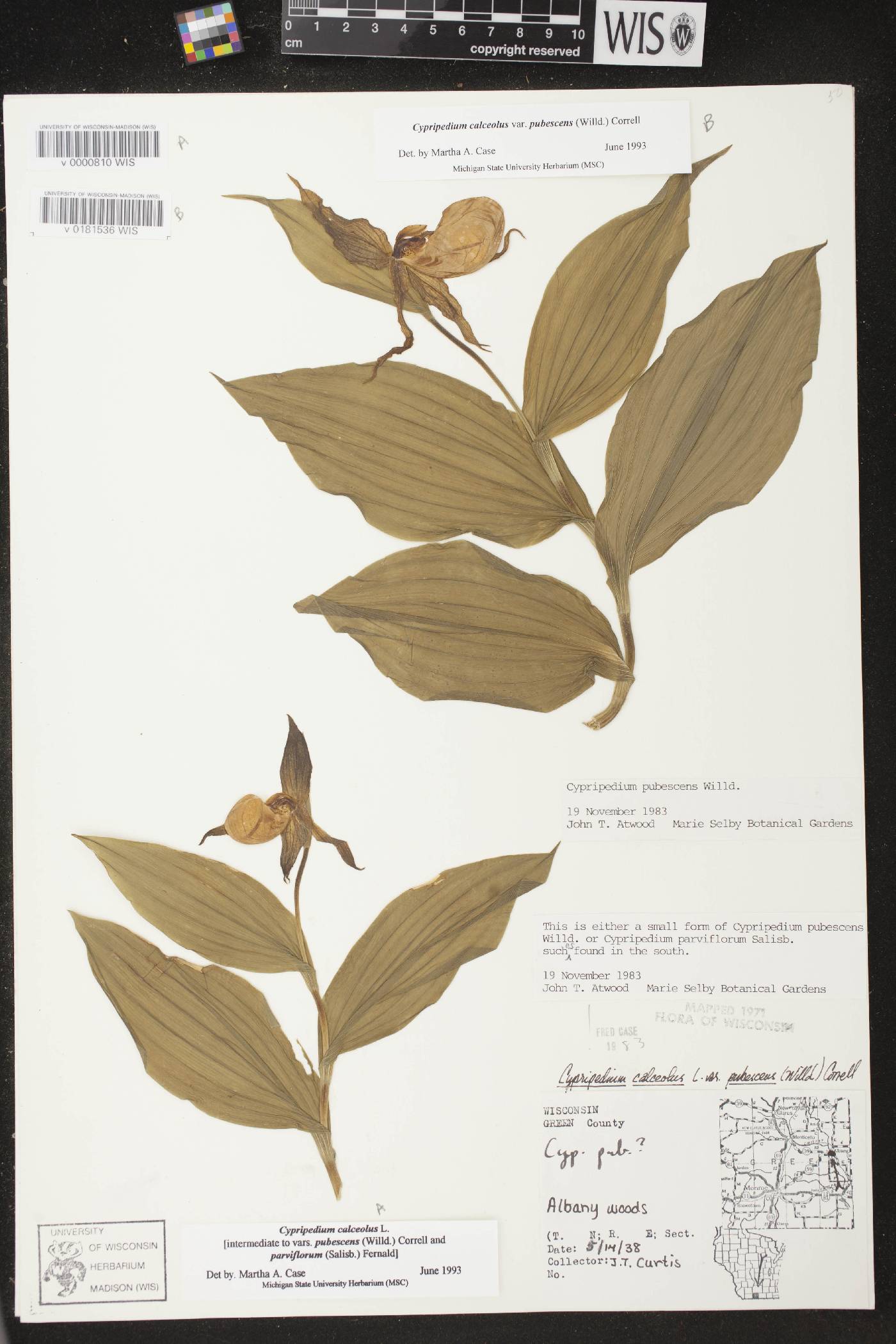 Cypripedium parviflorum image