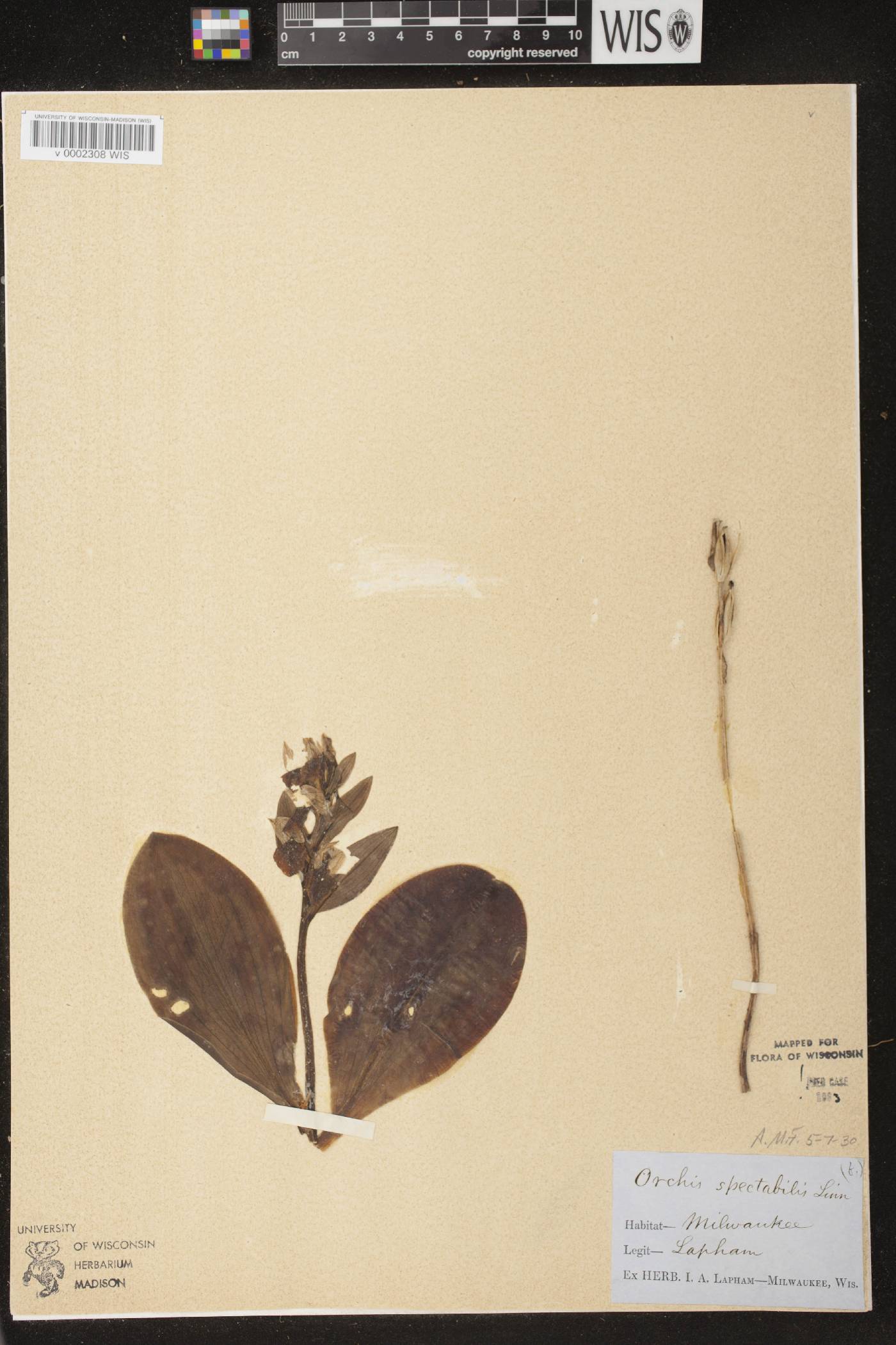 Galearis spectabilis image