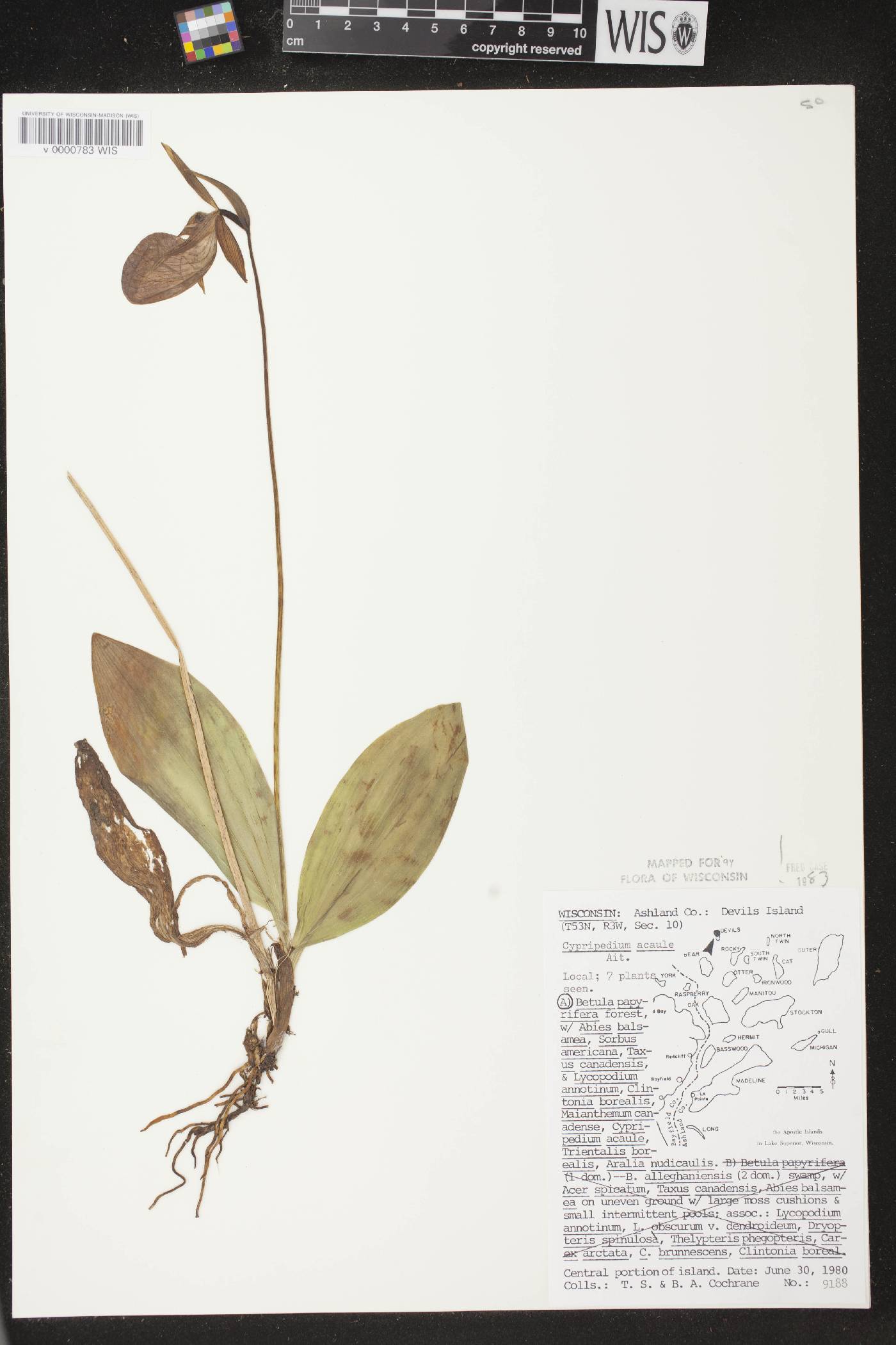 Cypripedium acaule image