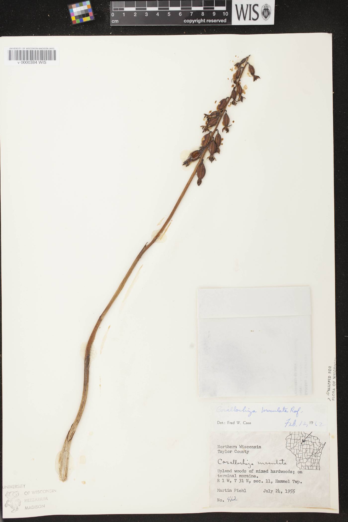 Corallorhiza maculata image